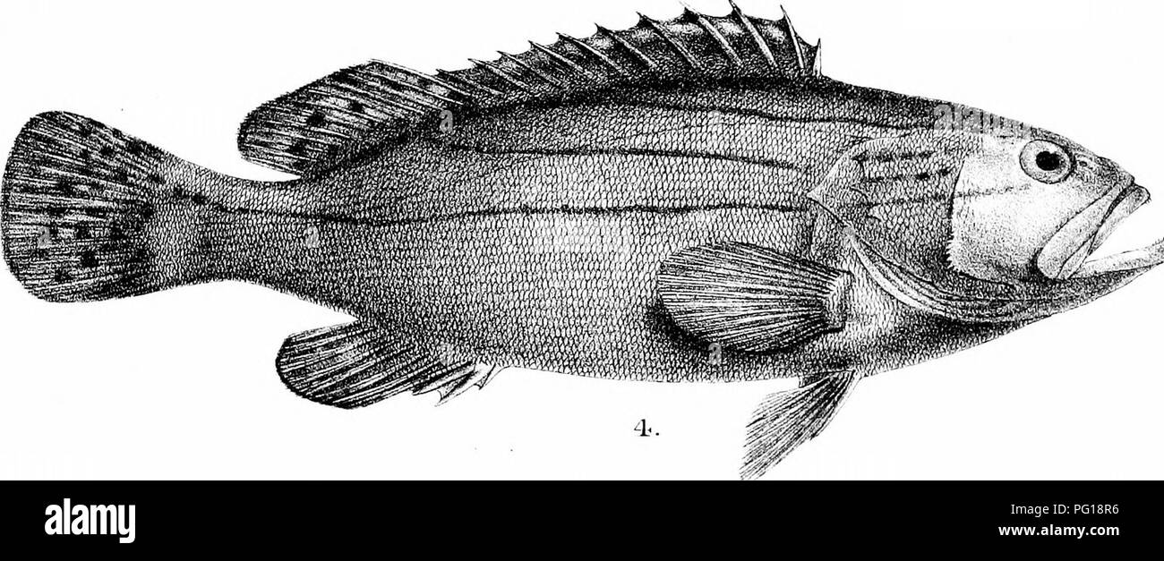 . The fishes of India; being a natural history of the fishes known to inhabit the seas and fresh waters of India, Burma, and Ceylon. Fishes. -^ *) G.Hl'oni lU.K I'.[in1,.-rriJith. i..8ERRANUS MORRHUA. 2. S. ANGULARIS. 3. S. FUSCOGUTTATUS. 4. S. CtRAMMICUS. Wi]it-*-r7i Bi-(&gt;f, ini]). Please note that these images are extracted from scanned page images that may have been digitally enhanced for readability - coloration and appearance of these illustrations may not perfectly resemble the original work.. Day, Francis, 1829-1889. London, B. Quaritch Stock Photo