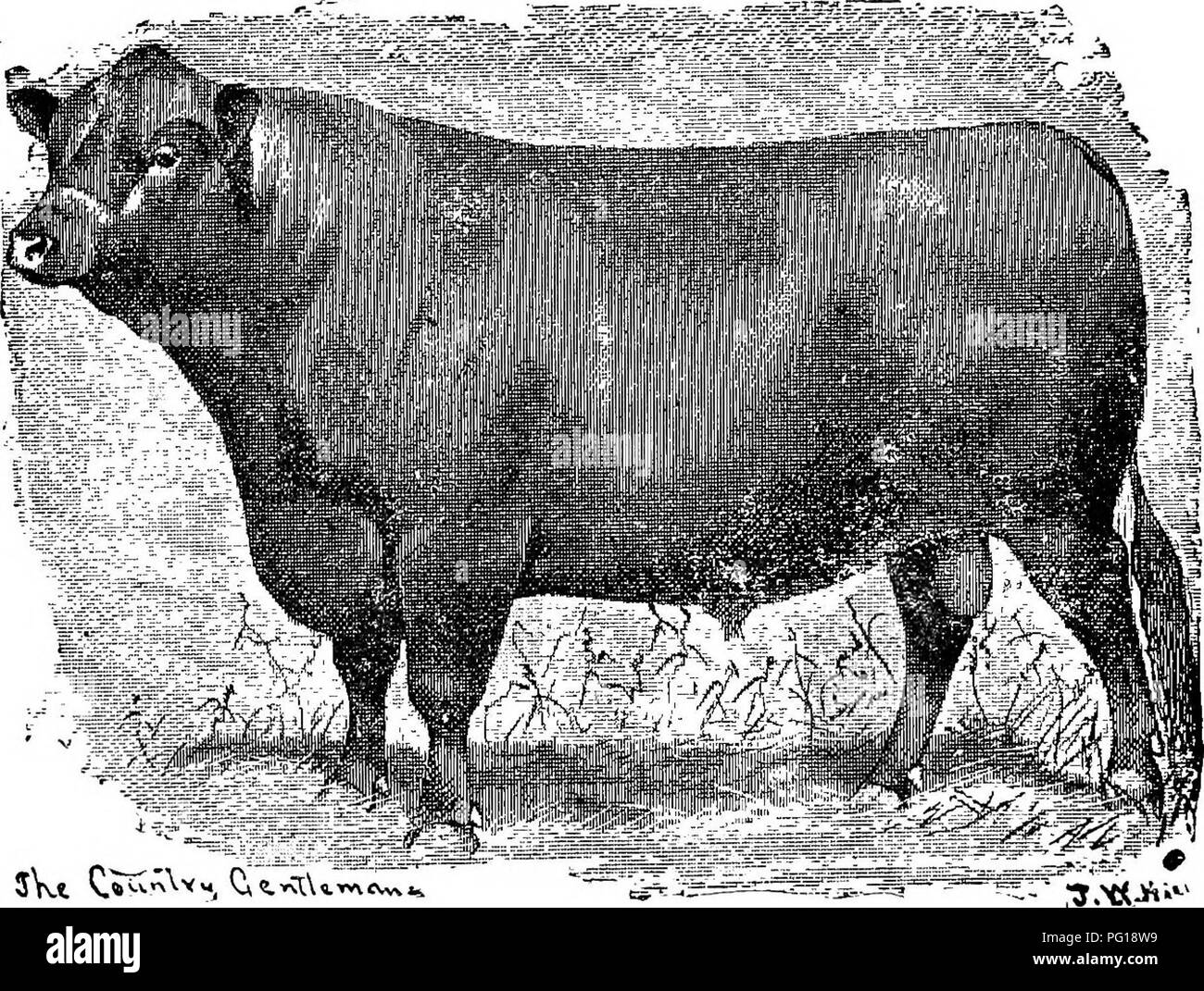 . The successful stockman and manual of husbandry . Livestock; Veterinary medicine. 28o CATTLB. ing for market, in which the Herefords gained an advantage on the score of economy; but as the trials were not from birth to slaughter, and the comparative early advantage of each breed were omitted in the ac- count, a repetition of the tables here would not be conclusive. Herefords in America. '' Within the past twenty years numerous importations of good Hereford cattle have been made into both the United States and Canada, and scattered chiefly into the Western States and Territories for crossing  Stock Photo