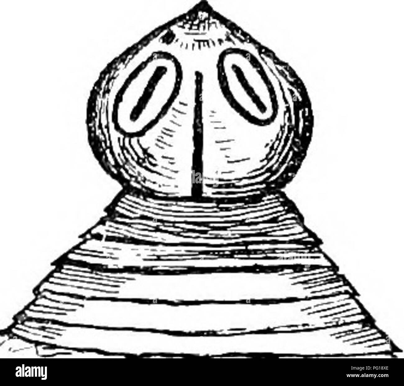 . Veterinary parasitology . Domestic animals; Veterinary parasitology. Fig. 14.—Head of T/enia Fig. 15.—Head of Taenia Plicata. Mamillana. Ascaris Megalocephala.—This is a large round-worm, of a whitish or yellowish colour, often present in the intestines of the horse. The female ranges from 6 to 13 inches in length, and the males from 5 to 12 inches. The body is stiff and cylindrical, while the head is large, easily visible, and set upon a well-marked constriction, or neck. It carries three lips. The male possesses two wing-like outgrowths—one on each side of the tail. The life-history has be Stock Photo