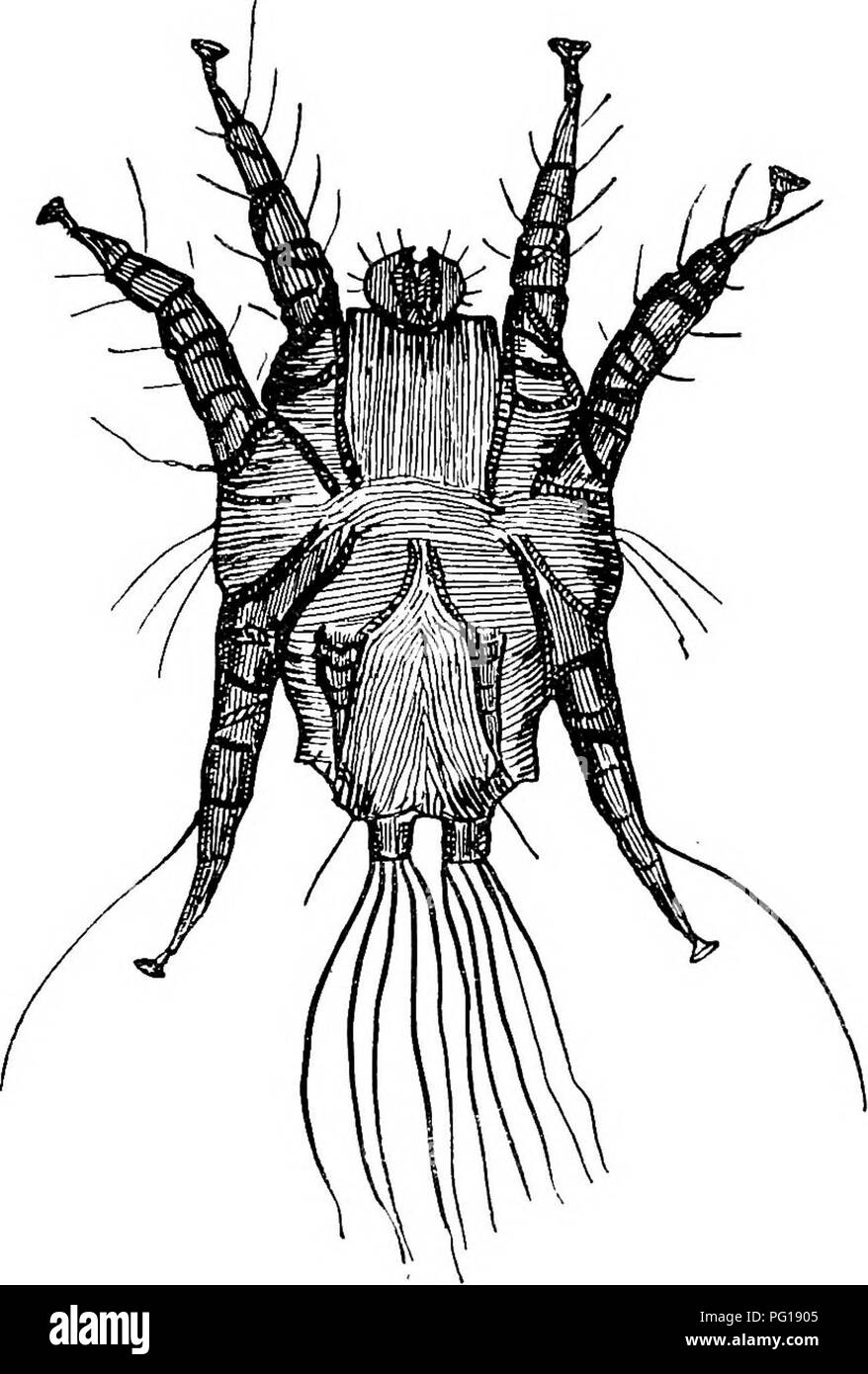 . Veterinary parasitology . Domestic animals; Veterinary parasitology. PARASITES AFFECTING THE SKIN 15 the withers and back. It is transmitted from horse to horse. It produces intense pruritus, and the animal rubs the parts, and may ])roduce serious sores. The. Fig. 4.—Symbiotes Equi (Male), Ventral Surface. parasite lives on the surface, and is more easily dis- covered. Symbiotic Mange in the Horse. —The Symhiotes equi. Please note that these images are extracted from scanned page images that may have been digitally enhanced for readability - coloration and appearance of these illustrations m Stock Photo