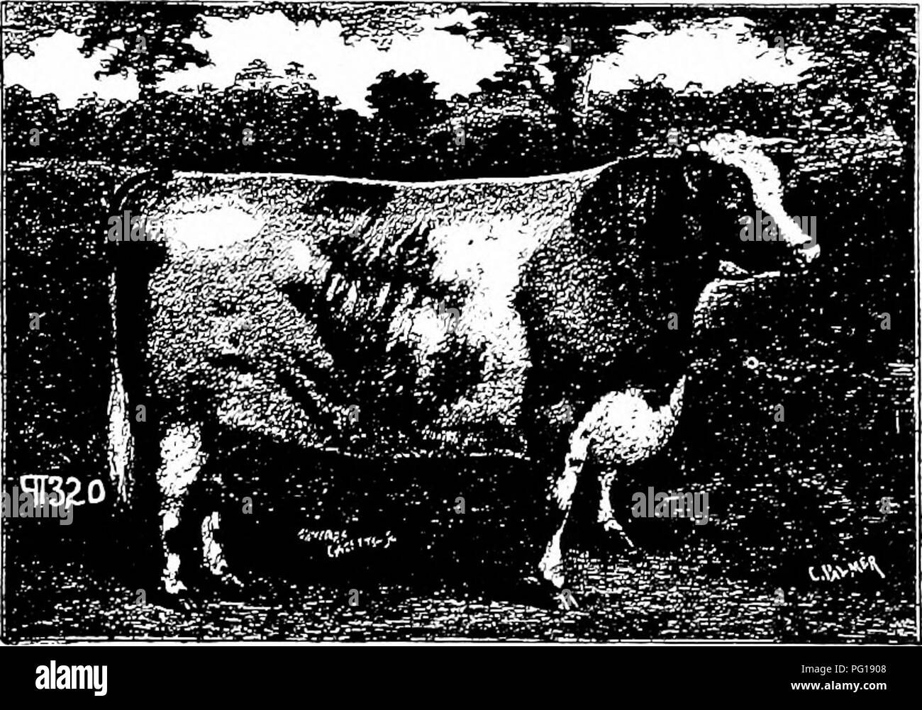 Texan sheep Black and White Stock Photos & Images - Alamy
