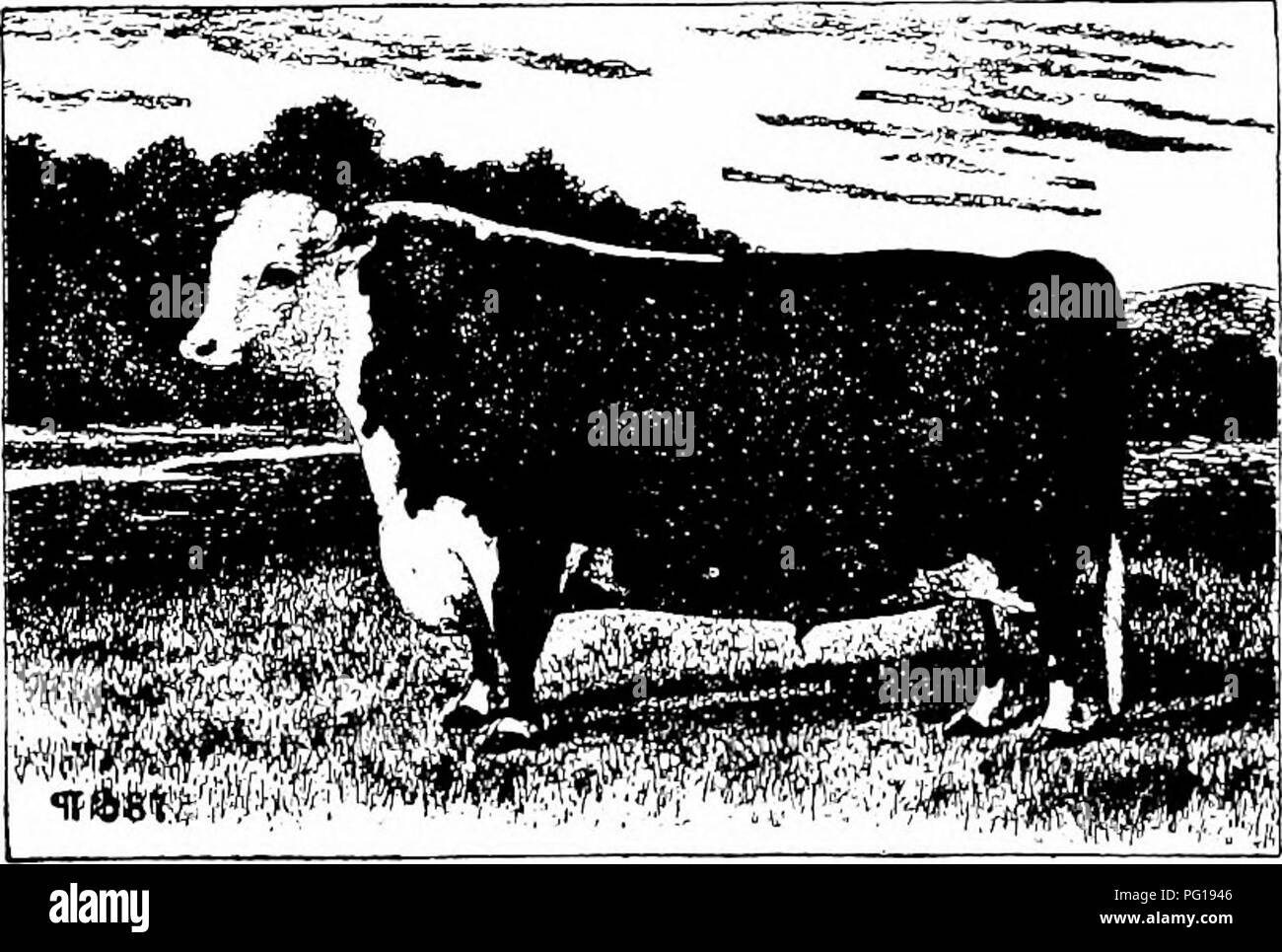 . History of Hereford cattle : proven conclusively the oldest of ...