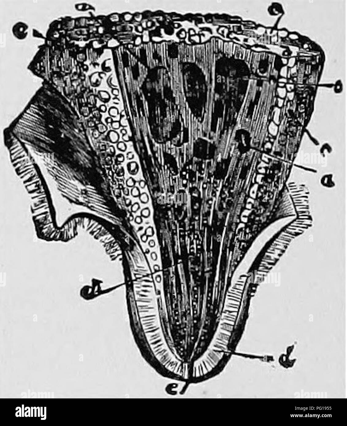. Veterinary obstetrics; a compendium for the use of students and practitioners. Veterinary obstetrics. 26 . VETERINARY OBSTETRICS. In the small ruminants there are two mammae and two teats, constructed like those of the Cow.. Fig. 13. Section of the Cow's Teat. a, a. Principal Lactiferous Ducts; b, Lactiferous Sinus; c, c. Acini; d. Elastic or Dartoid Tissue of the Teat; e, Orifice of the Teat. In the Pig the mammae are ten or twelve in number, disposed by pairs in two parallel rows, extending from the inguinal region to beneath the thorax, and distinguished as inguinal, abdominal, and thorac Stock Photo