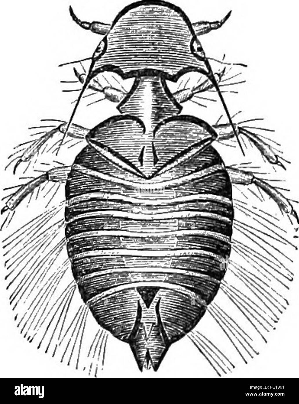 The farmer's veterinary adviser : a guide to the prevention and treatment of disease in domestic animals . Veterinary medicine. Fig. m.. Fig. 63 —Trichoiiectes of Ox. Fig. 64—Trichodectes of Sheep. The farmer's veterinary adviser : a guide to the prevention and treatment of disease in domestic animals . Veterinary medicine. Fig. m.. Fig. 63 —Trichoiiectes of Ox. Fig. 64—Trichodectes of Sheep.