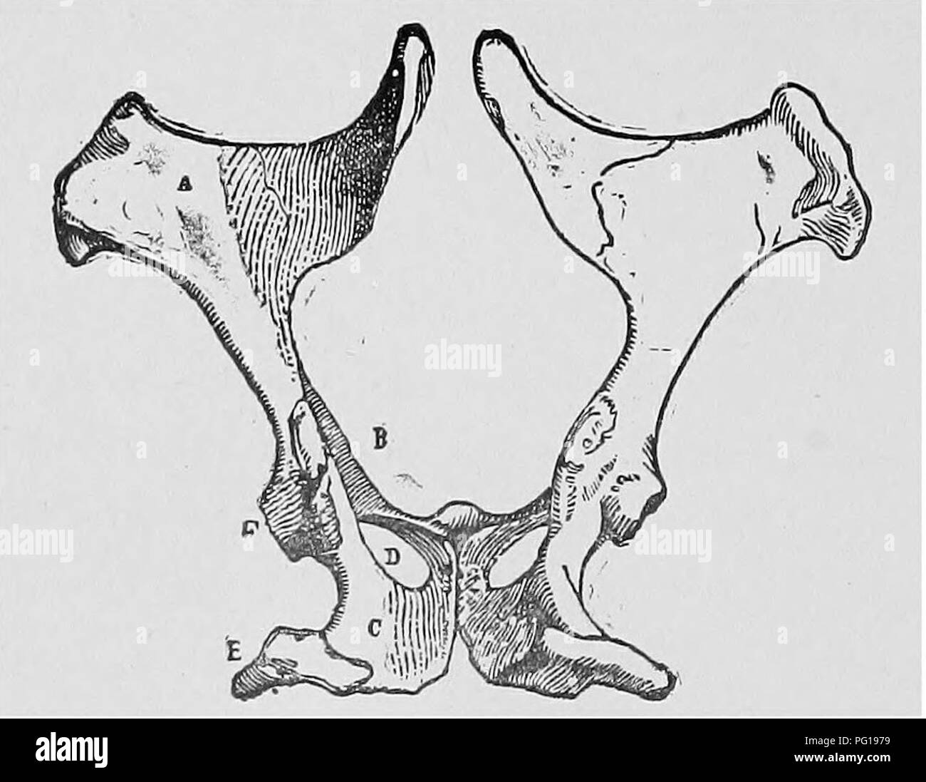 . Veterinary obstetrics; a compendium for the use of students and practitioners. Veterinary obstetrics. ' 8 VETERINARY OBSTETRICS. which the sacro-sciatic ligament is fixed. Below the cavity, and inclining- Inwards, is a large circular open- ing, occupied by the obturator muscles and known as. the foramen ovale, or obturator foramen. The two- ossa innominata are united in the middle line inferiorly and posteriorly by a solid sutureâthe symphysis- pubis, or ischio-pubic symphysis. Above they articulate with the sacrum.. Fig. I. Pelvis of the Mare. A, Ilium; B, Pubis; C, Ischium; D, Foramen Oval Stock Photo