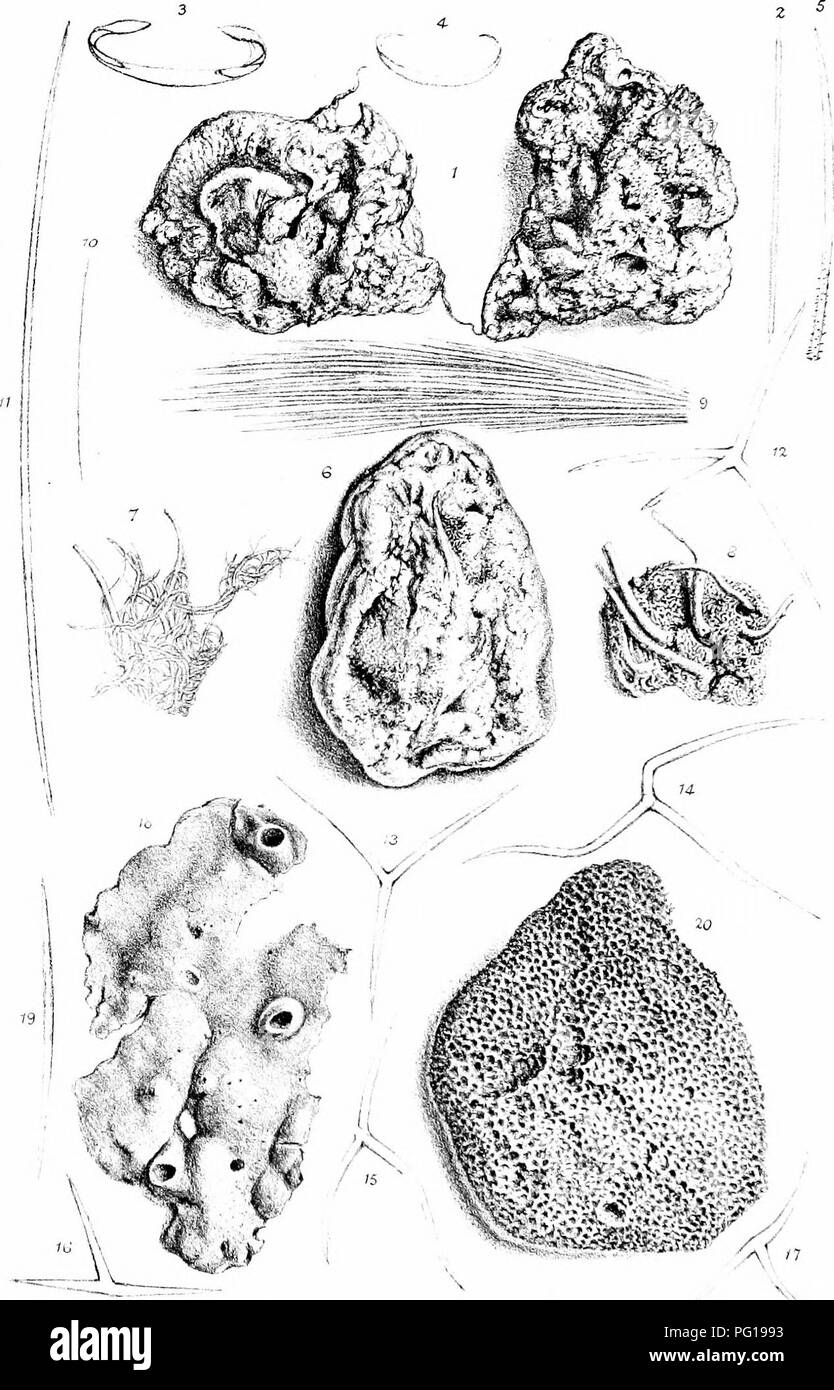 . A monograph of the British SpongiadÃ¦. Sponges. Plate XCi.. la â i ,11,1. sodi clya iclnoTi dr-ia â¢ &lt;,â /,; 1,11, rugosa I 5 l.euconia Somesu 6-17 WP Intos),,, 18 19, Dyeidca oo.naoea 20.. Please note that these images are extracted from scanned page images that may have been digitally enhanced for readability - coloration and appearance of these illustrations may not perfectly resemble the original work.. Bowerbonk, James Scott, 1797-1877; Norman, Alfred Merle, 1831- ed. London, Pub. for the Ray society by R. Hardwicke Stock Photo