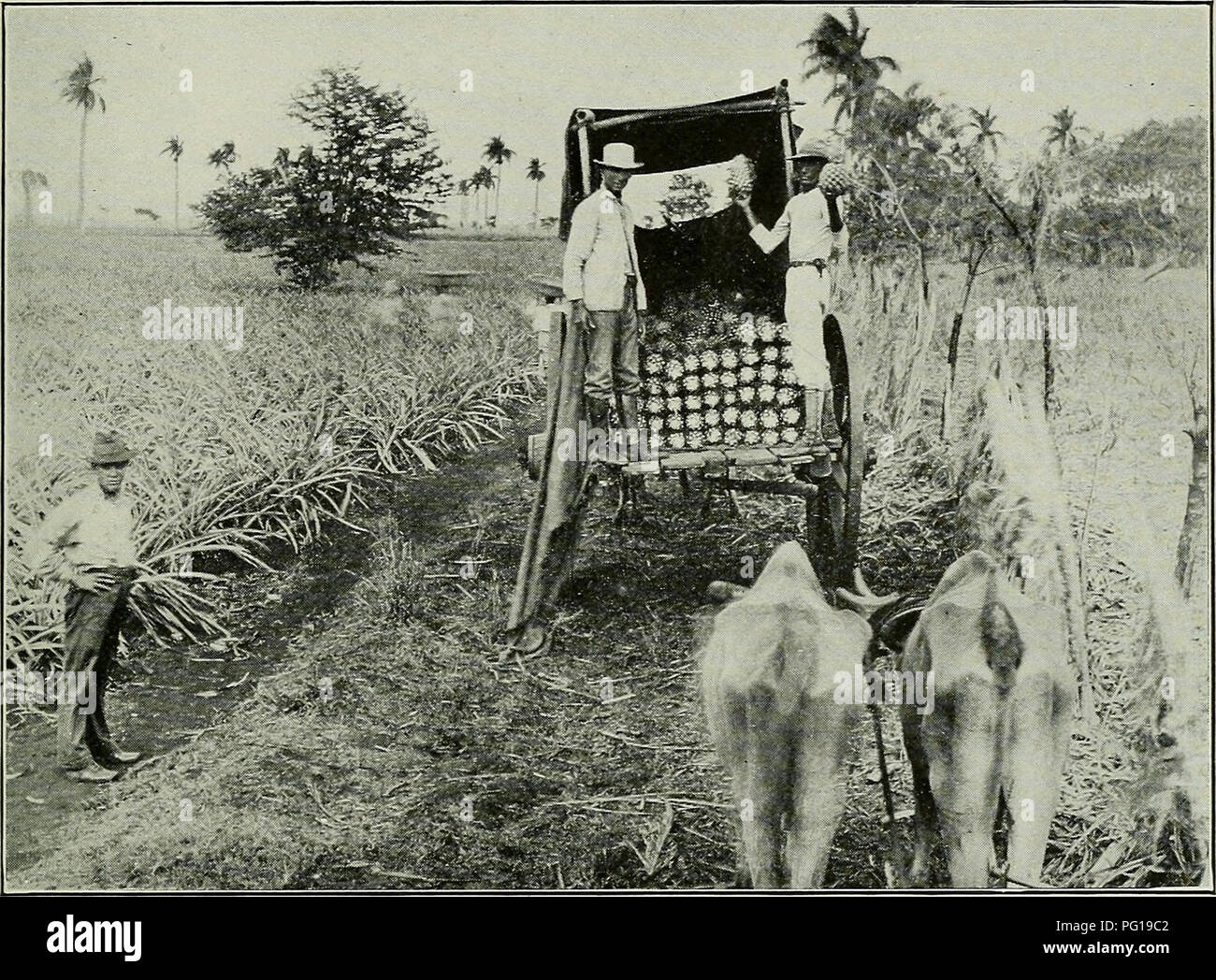 . The Cuba review. THE CUBA REVIEW 15. Showing Method of Packing in Ox-cart for Transporting from Field to Packing House. Please note that these images are extracted from scanned page images that may have been digitally enhanced for readability - coloration and appearance of these illustrations may not perfectly resemble the original work.. Munson Steamship Line. New York : Munson Steamship Line Stock Photo