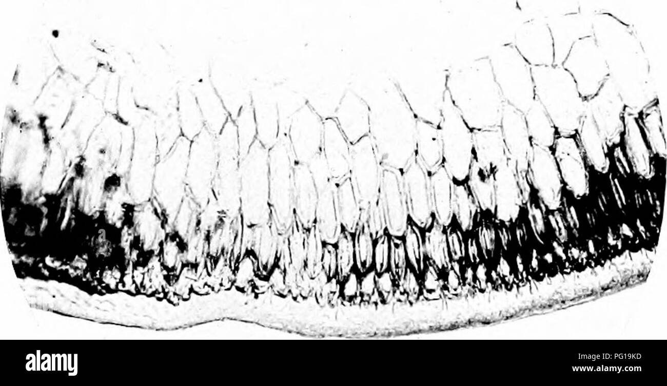 This work explores the biochemical foundations of taxonomy, heredity ...