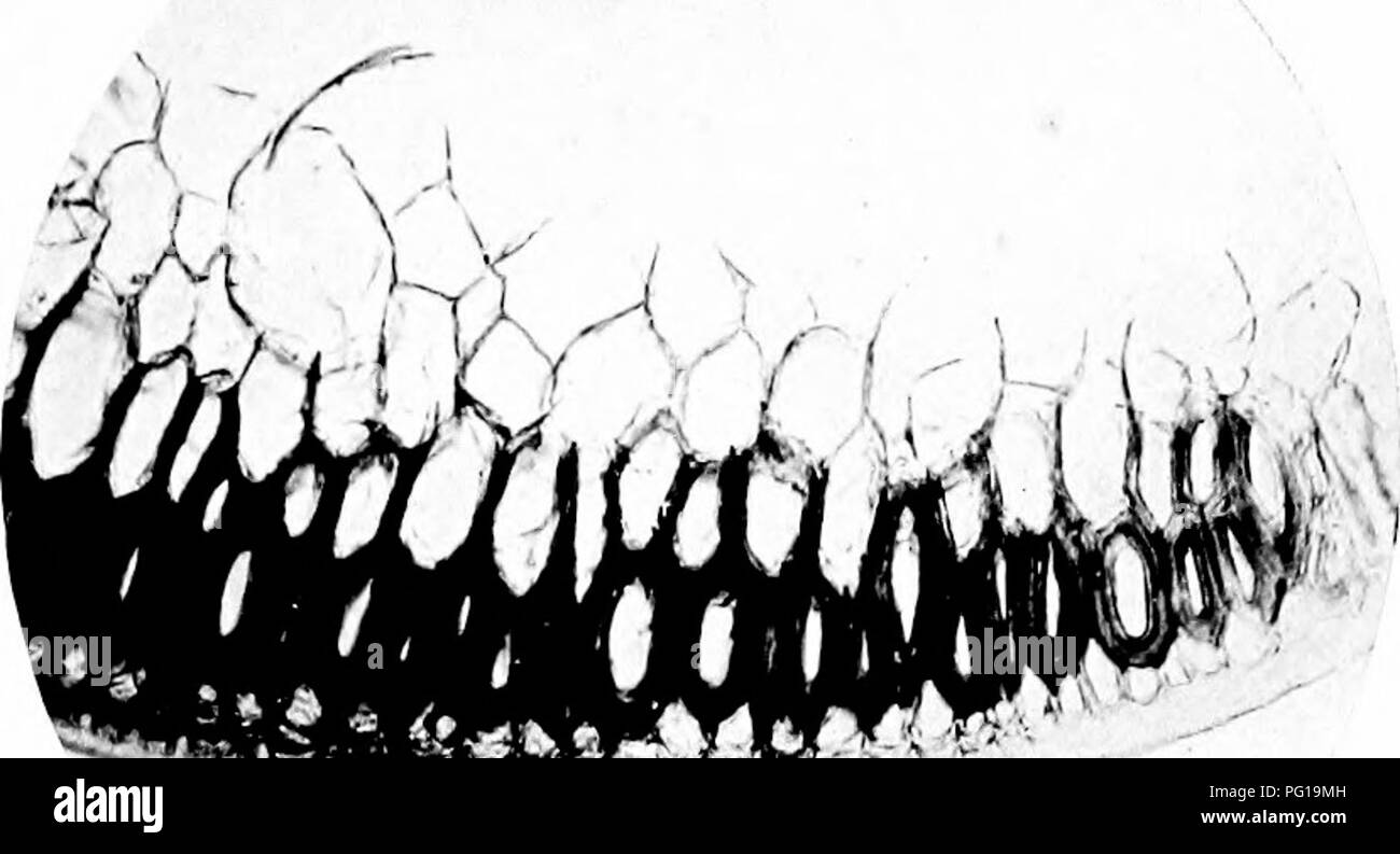 This work explores the biochemical aspects of plant hybridization ...