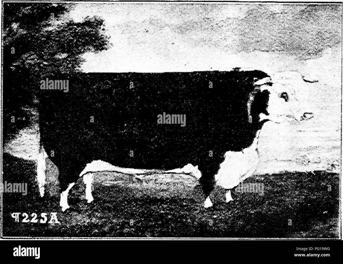 Fat stock show Black and White Stock Photos & Images - Alamy