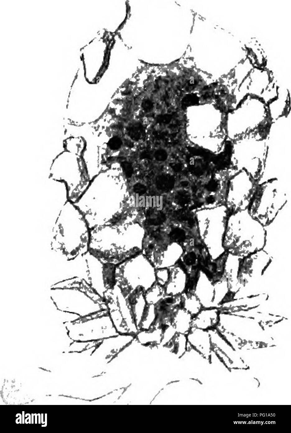 . The British freshwater Rhizopoda and Heliozoa. Rhizopoda; Heliozoa; Freshwater animals. FiCiS. iG AT&gt;iT&gt; 47.—Difflugia hacillariarum. After Gr. S. West (as D. acuminata ya,T. elegans). Fig. 46 from Wioken Fen, Cambs. x 340. Fig-. 47 from Llyn-y-cwm-ffynon, N. Wales, x 520. from .the figures (we have had no opportunity of examining the actual tests), this and Penard's D. elegans var. teres (' Sarc. des grands Lacs' [1905] p. 16) seem to be identical. No example which could safely be referred to either of these forms has yet been met with in Britain. They would rank under this classifica Stock Photo