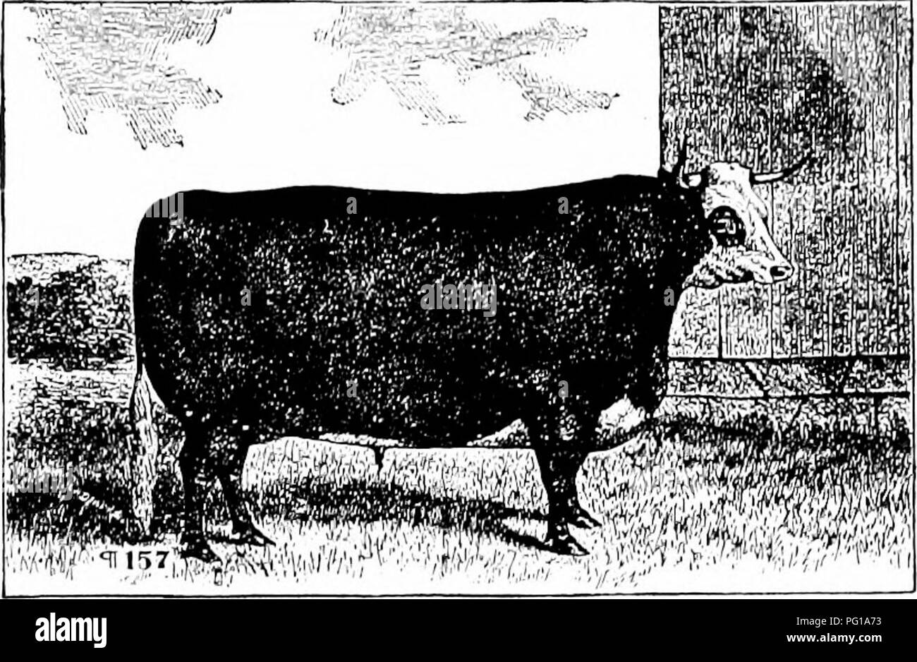 . History of Hereford cattle : proven conclusively the oldest of improved breeds . Hereford cattle. 204 HIST 0 H Y OF HE REFORD C A T T L E schemes to enabli' liim to back out made him querulous. He wrote to tlie &quot;Mark Lane Ex- press&quot; that he had a great aversion to gambling ; aavanced this as a plea, notwithstanding he had been showing for money exactly on the same principle. Bates' friends became alarmed ; rode over to Kirklevington to inquire if that plea of gamb- ling was the only reason ; others wrote with anx- ious inquiries. Bates, in his perplexity, seemed to be wandering abo Stock Photo