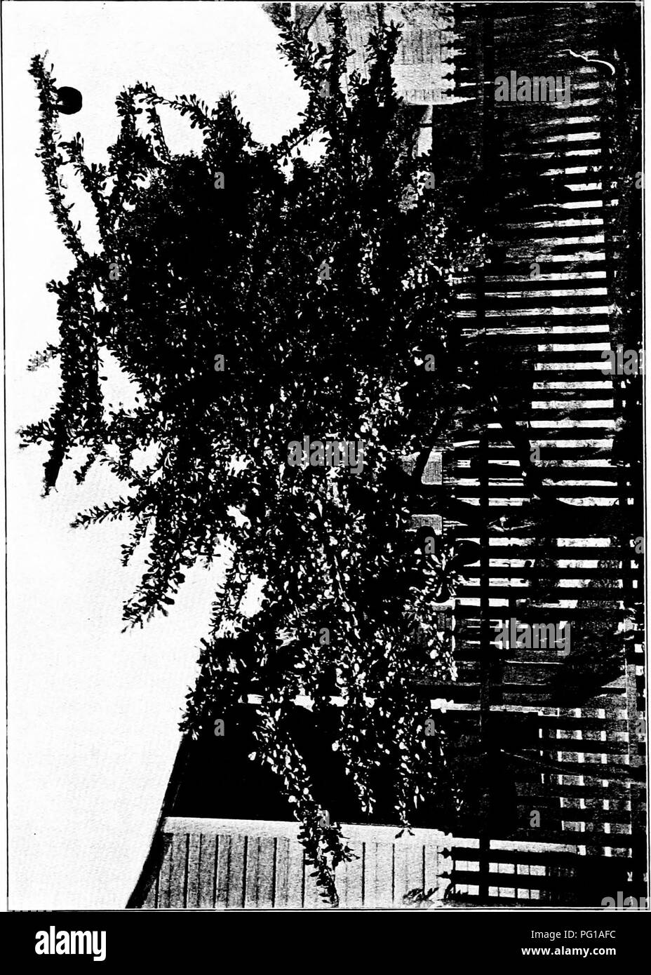 . North American trees : being descriptions and illustrations of the trees growing independently of cultivation in North America, north of Mexico and the West Indies . Trees. 838 The Calabashes. o. Please note that these images are extracted from scanned page images that may have been digitally enhanced for readability - coloration and appearance of these illustrations may not perfectly resemble the original work.. Britton, Nathaniel Lord, 1859-1934; Shafer, John Adolph. New York : H. Holt and Co. Stock Photo