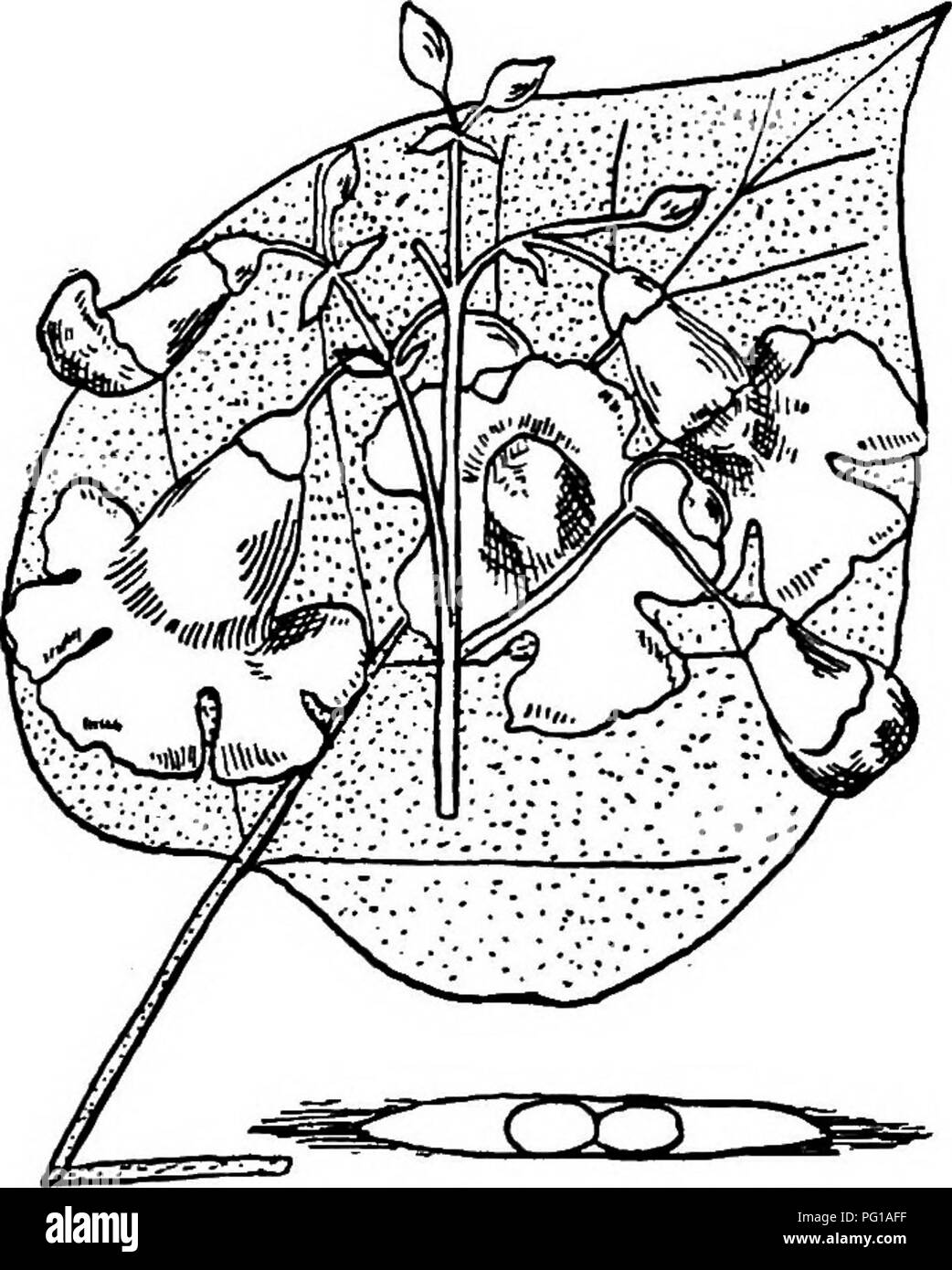 . North American trees : being descriptions and illustrations of the trees growing independently of cultivation in North America, north of Mexico and the West Indies . Trees. Fig. 758. — Catalpa. 2. WESTERN CATALPA — Catalpa spedosa Warder This is a tall tree with a straight, Uttle-branched trunk, of rich river bot- tom lands of southern Indiana, IlHnois, and Missouri, southward into Kentucky, Tennessee, and Arkansas, and has be- come naturalized about villages in Louisiana and Texas. It has received many common names as Hardy catalpa. Cigar tree, Indian bean, and Shawnee- wood. Its maximum he Stock Photo