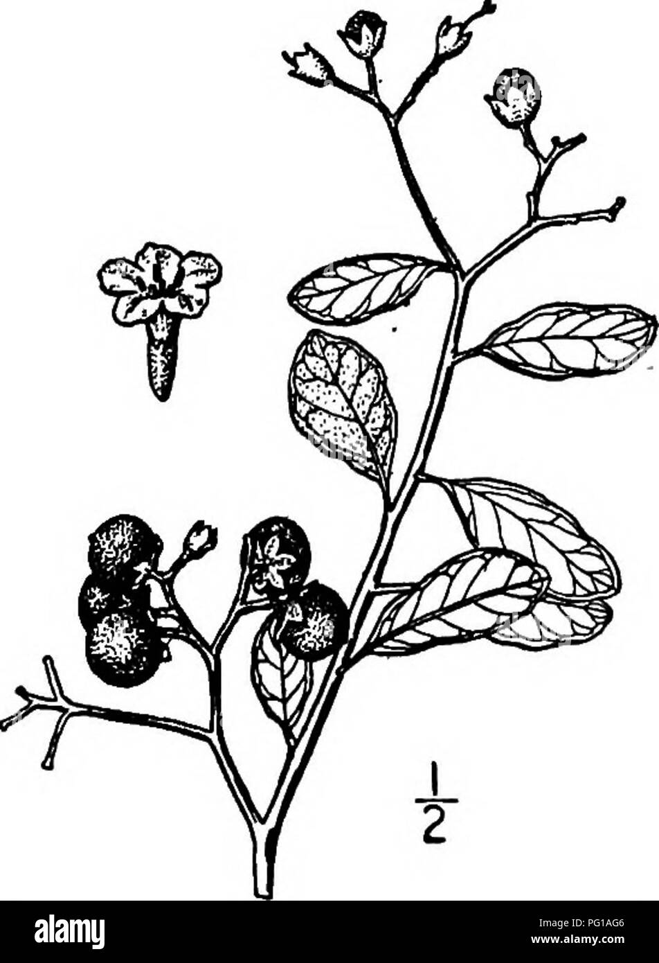 . North American trees : being descriptions and illustrations of the trees growing independently of cultivation in North America, north of Mexico and the West Indies . Trees. Rough-Leaved Strongback 821 11. THE STRONGBACKS GENUS BOURRERJA PATRICK BROWNE OURRERIA is composed of about 18 species of trees or shrubs, abun- dant in the West Indies, and peculiar to tropical America, 2 of which enter our area on the Florida Keys. They have alternate evergreen leaves. The white flowers are in terminal corymbose cymes; the calyx is bell-shaped, persistent, sometimes accres- cent, 2- to 5-lobed; the cor Stock Photo