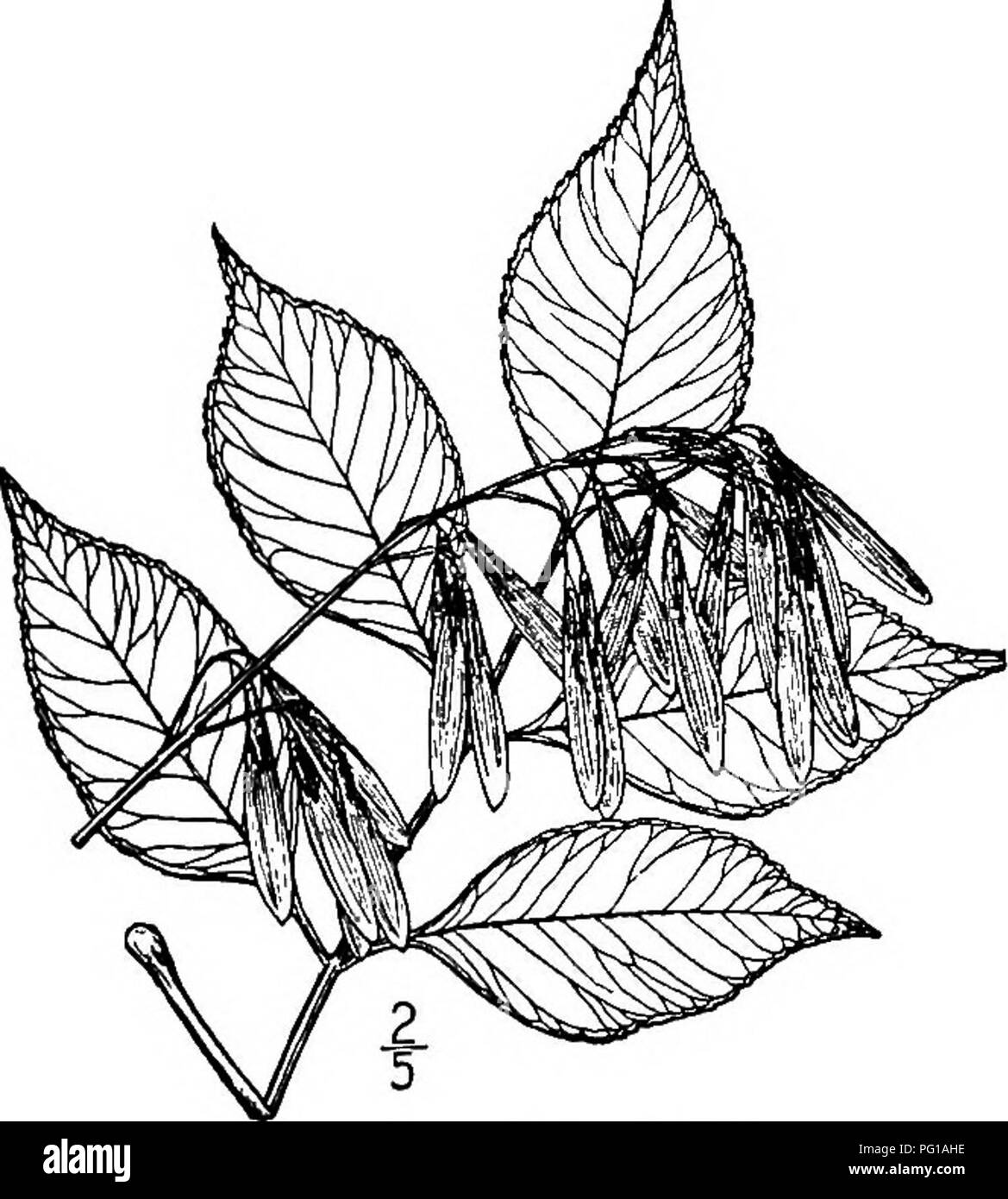 . North American trees : being descriptions and illustrations of the trees growing independently of cultivation in North America, north of Mexico and the West Indies . Trees. Texas Ash 807 ovate to oblong or ovate-orbicular, 5 to 8 cm. long, 2.5 to 5 cm. wide, long-stalked, strongly veined, toothed from the apex nearly to the base, and vary from abruptly pointed at the tip and wedge-shaped at the base to rounded or blunt at both ends; the upper surface is bright green and smooth, the under side paler and when young often hairy. The dioecious flowers appear with or just before the leaves of the Stock Photo