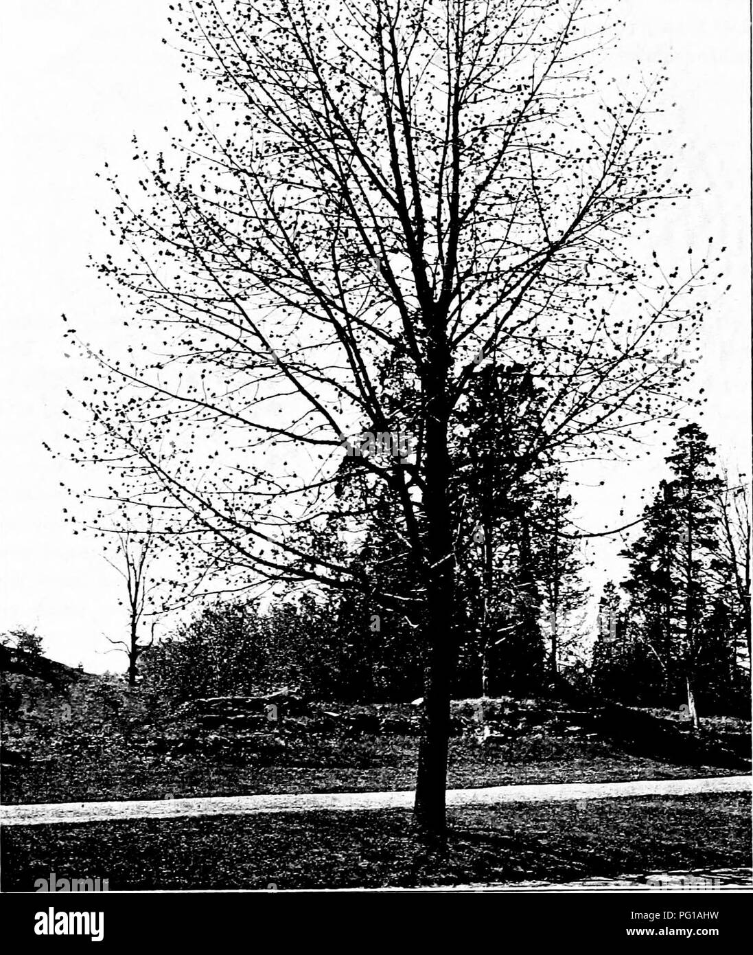 . North American trees : being descriptions and illustrations of the trees growing independently of cultivation in North America, north of Mexico and the West Indies . Trees. 8(8o8 The Ashes. Fig. -3Q. — American Ash, New York Botanical Garden.. Please note that these images are extracted from scanned page images that may have been digitally enhanced for readability - coloration and appearance of these illustrations may not perfectly resemble the original work.. Britton, Nathaniel Lord, 1859-1934; Shafer, John Adolph. New York : H. Holt and Co. Stock Photo