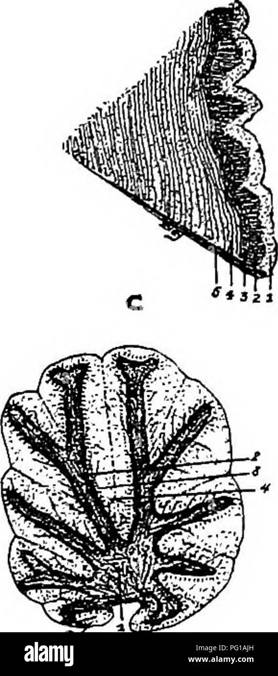 . The anatomy of the domestic fowl . Domestic animals; Veterinary medicine; Poultry. FiG. 37.âHistological studies of various anatomical parts. A. A transverse section of the first portion of the esophagus of a fowl, i. The outer longitudinal muscular layer. 2, The circular muscular layer. 3, The submucosa. 4, The muscularis mucosa. 5, Stroma. 6, Epithelial layer. 7, The lenticular glands. 8, The lumen. B. A transverse section of the proventriculus. i. The outer longitudinal muscular layer. 2, The middle muscular layer. 3, The inner longitudinal mus- cular layer. 4, Stroma. s&gt; The musculari Stock Photo