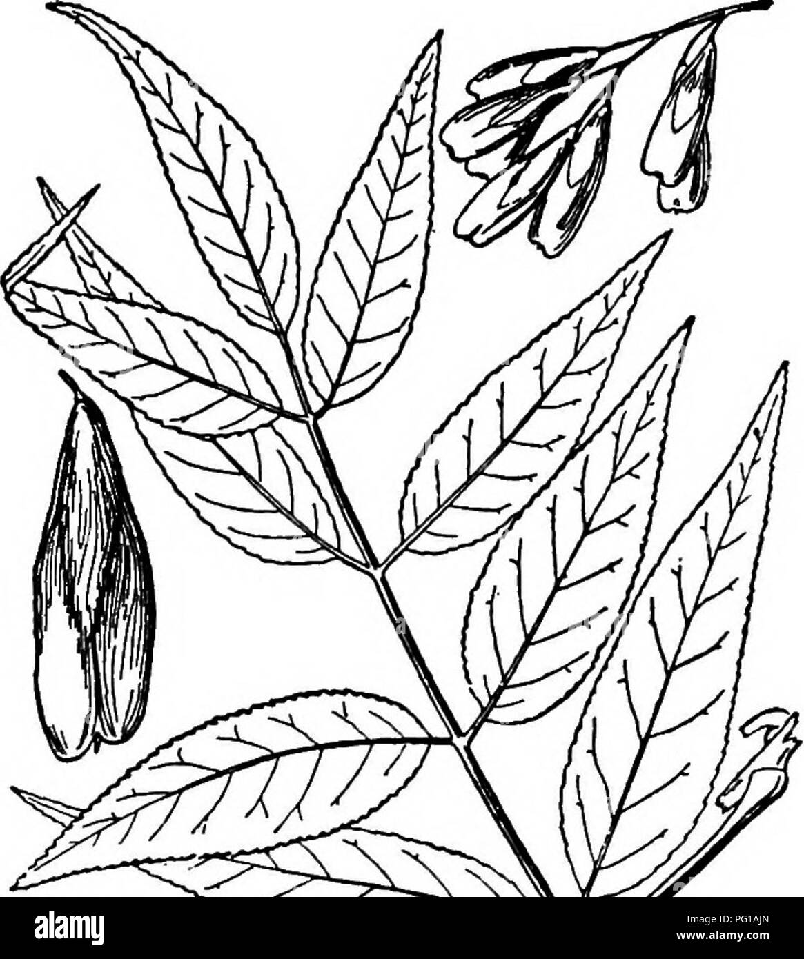 . North American trees : being descriptions and illustrations of the trees growing independently of cultivation in North America, north of Mexico and the West Indies . Trees. 8oo The Ashes calyx. The samaras are spatulate, averaging about 3 cm. long, the blunt or little notched wing decurrent upon the narrowly conic seed-bearing part to its mid- dle or below. The wood is similar to that of the Red ash, and is used for similar purposes. The type specimen was collected by Rev. J. M. Bates at Long Pine, Nebraska, Aug. 9, 1897. 6. BLUE ASHâFrazmus quadrangulata Michaux This, the most slender of th Stock Photo
