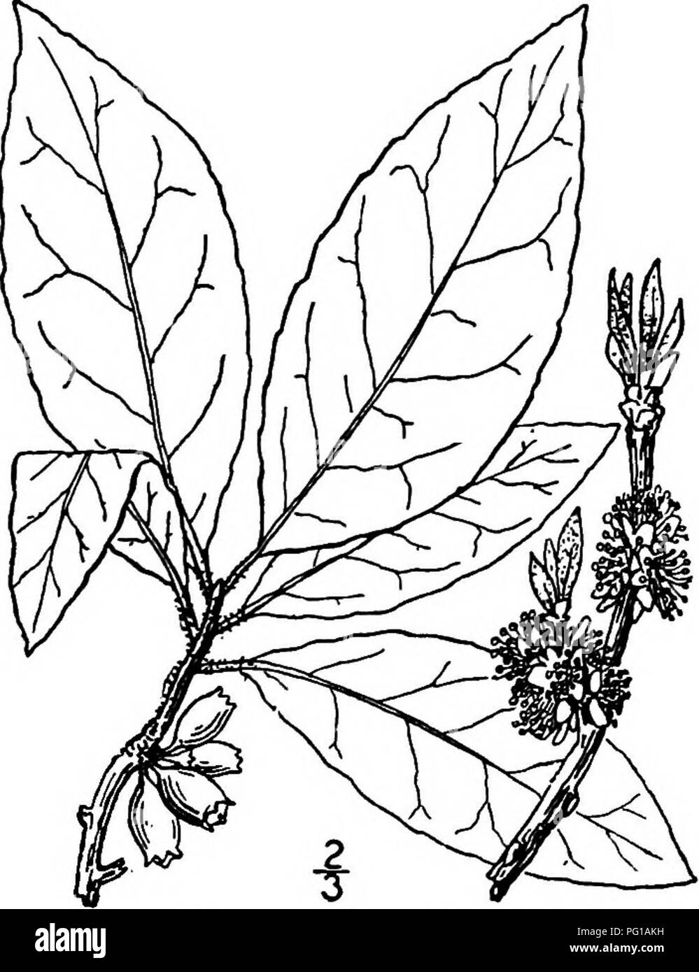 . North American trees : being descriptions and illustrations of the trees growing independently of cultivation in North America, north of Mexico and the West Indies . Trees. 790 Sweet Leaf the midrib prominent beneath. The fragrant flowers, which appear from March to June, according to situation, are in nearly sessile, 5- to lo-flowered clusters, enclosed in the bud by hairy fringed, orange-colored scales. The calyx is 2 to 2.5 mm. high, dark green, hairy and minutely 5-toothed; the corolla is light yellow, 6 to 8 mm. long, the 5 petals slightly united at the base, obovate or obovate- spatula Stock Photo