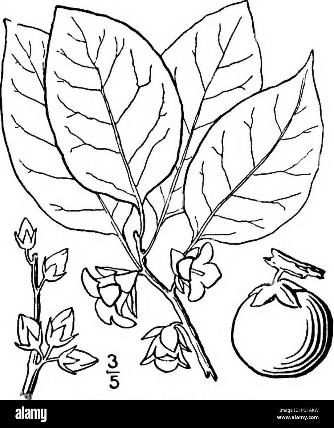 . North American trees : being descriptions and illustrations of the trees growing independently of cultivation in North America, north of Mexico and the West Indies . Trees. EBONY FAMILY EBENACEiE Ventenat ]HE Ebony Family is composed of some 275 species of trees and shrubs, grouped into 6 or 7 genera; they are widely distributed in tropical regions, a few only occurring in the temperate zones. Their wood is very hard, often susceptible of a high polish; the bark is astringent. The alternate simple entire-margined leaves are stalked but without stipules; the flowers are mostly dioecious, born Stock Photo
