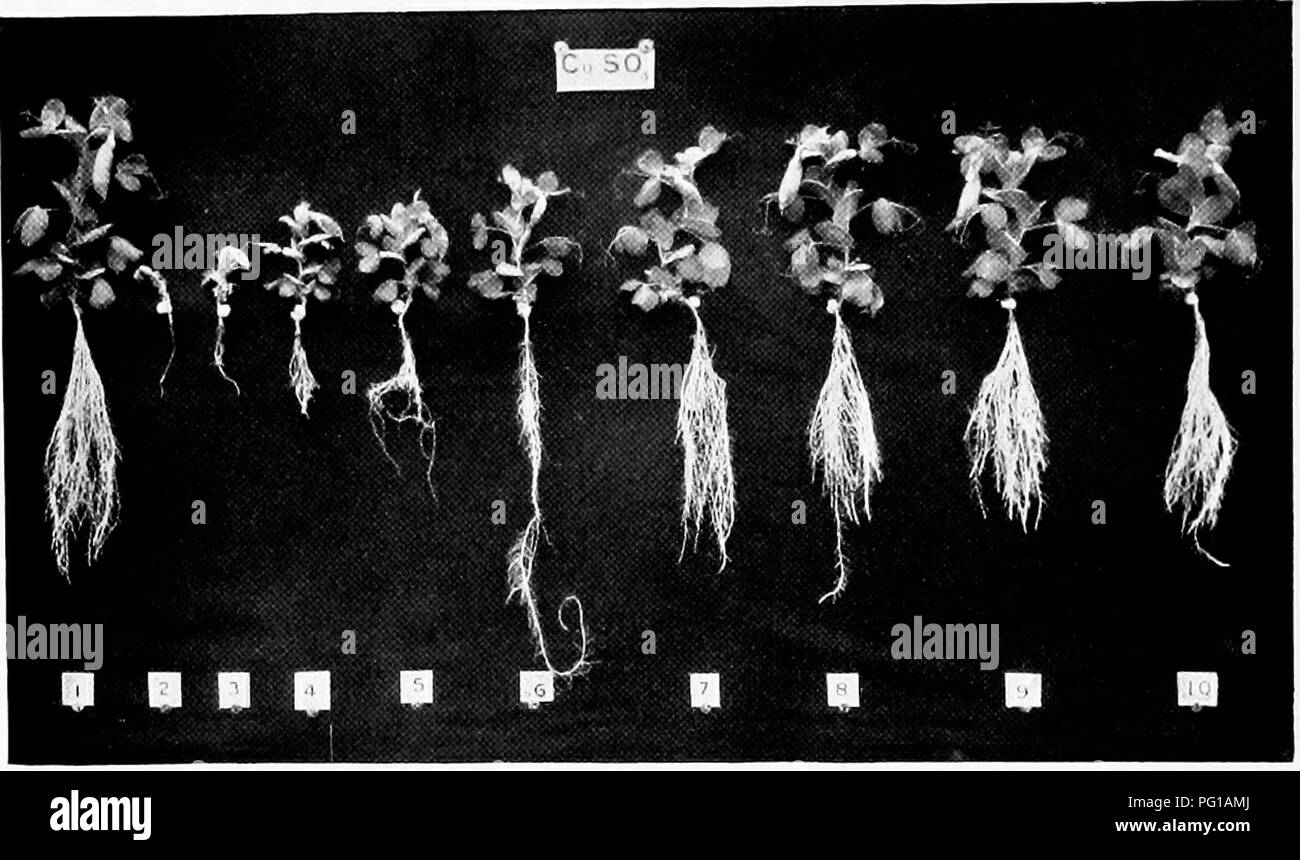 . Inorganic plant poisons and stimulants. Growth (Plants); Plants, Effect of poisons on. Fig. 4. Photograph showing the action of copper sulphate on pea phints iu the presence of nutrient salts. (Oct. 3ril—Dec. 'iOtli, 1912.) Control. 1/50,000 i/ino,onn 1/2.50,000 ]/.100,000 1/1,000,000 1/2,500,000 1/5,000,000 1/10,000,001) 1/20,(100,000 coppel' sulphate.. Please note that these images are extracted from scanned page images that may have been digitally enhanced for readability - coloration and appearance of these illustrations may not perfectly resemble the original work.. Brenchley, Winifred  Stock Photo