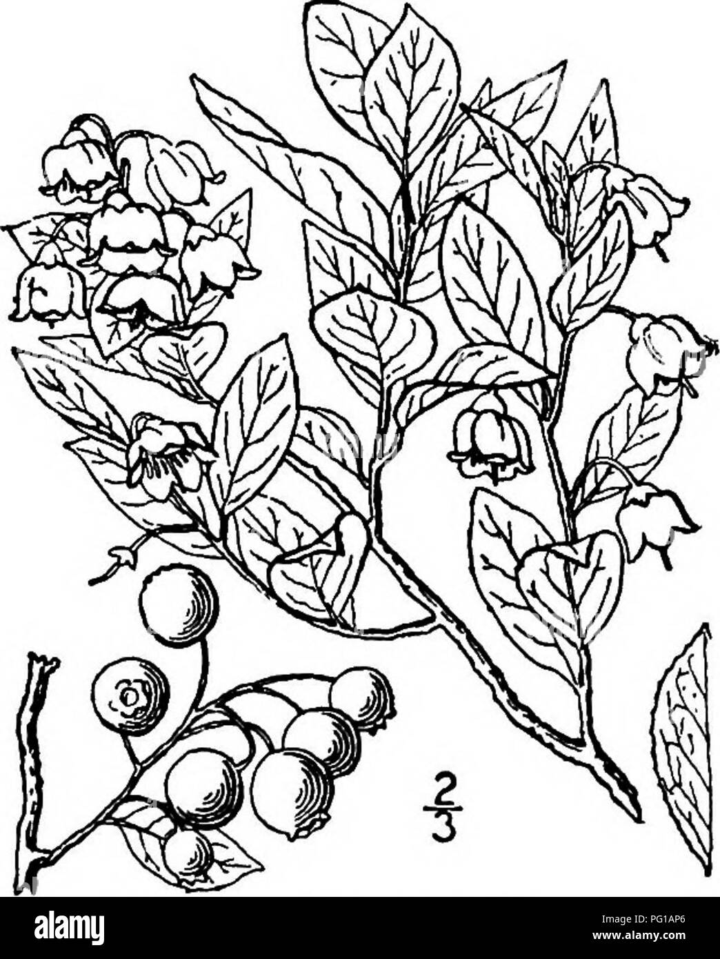Blue Berries. Vector Color Sketch Of Food. Blueberries, Huckleberry,  Honeysuckle Royalty Free SVG, Cliparts, Vectors, And Stock Illustration.  Image 165543245.