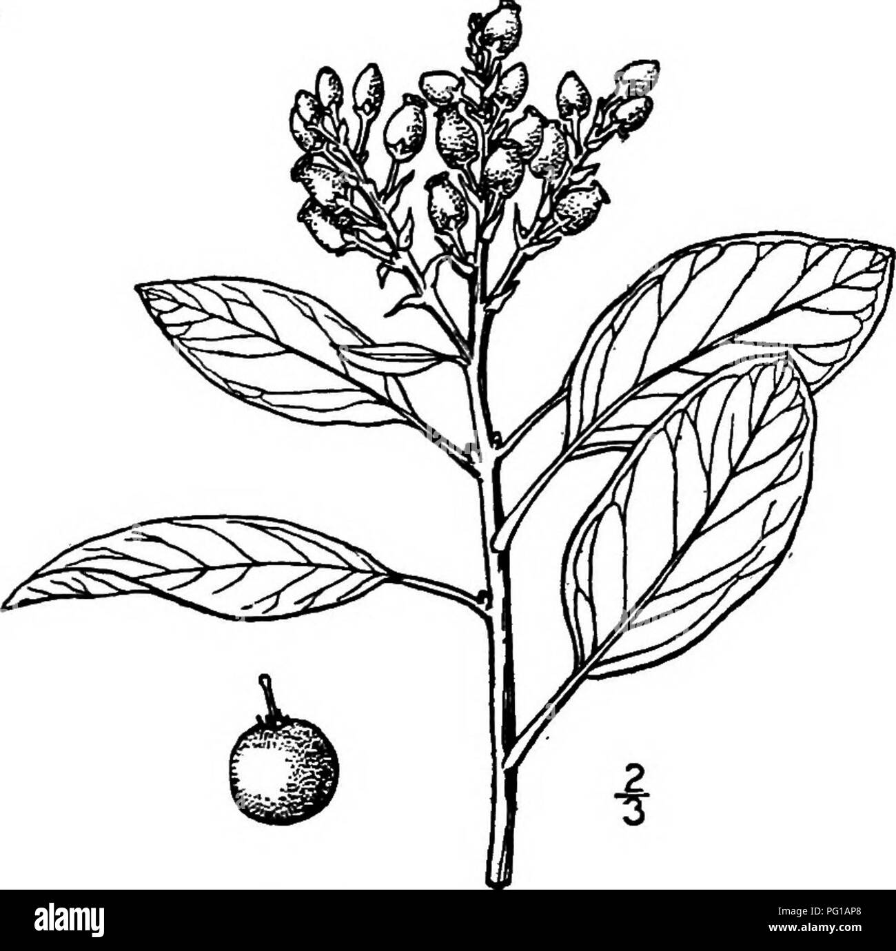 . North American trees : being descriptions and illustrations of the trees growing independently of cultivation in North America, north of Mexico and the West Indies . Trees. Fig. 696. — Woolly Manzanita. reported as sometimes becoming arborescent and 6 m. high, with a tnmk base 3 dm. in diameter; it occurs in the Redwood forests of Santa Cruz county, and in San Mateo coimty, Cahfomia, and differs from the preceding in its thinner, heart-shaped sessile leaves, more bristly twigs, wider and more hairy bracts of the inflorescence, and has a more southern range. 2. LARGE MANZANITA —Aictaphylos Ma Stock Photo