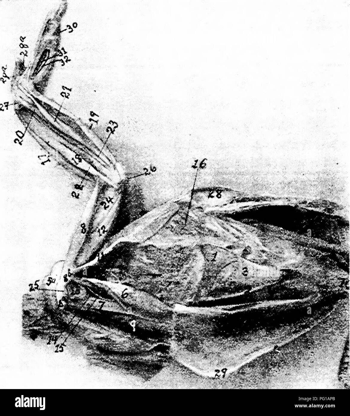 . The anatomy of the domestic fowl . Domestic animals; Veterinary medicine; Poultry. 6o ANATOMY OF THE DOMESTIC FOWL which gives an extensive surface for muscular attachments. The sternal muscles overlie this portion.. Fig. 13.—Muscles of the fore extremity. Inside view, i, L'ateral external process of sternum. 2, Lateral internal process of same. 3, Ligament of the external notch. 4, Ligament of the internal notch. 5, Pectoralis major. 50, Its fan-shaped expansion at shoulder-joint laid back. 6, Pectoralis tertius. 7, The coracoid. 8, Biceps. 8a, Its long head. 86, Its short head. 9, Pectoral Stock Photo