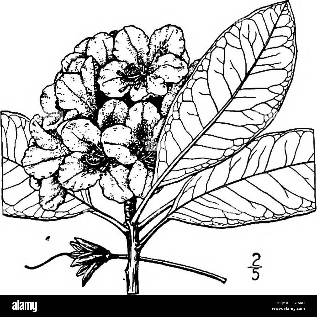 . North American trees : being descriptions and illustrations of the trees growing independently of cultivation in North America, north of Mexico and the West Indies . Trees. 754 The Rhododendrons and leathery, oblong or oval, 8 to 12 cm. long, pointed at the apex, rounded, narrowed, or somewhat heart-shaped at the base, revolute on the margin, dark green, smooth and shining above, pale and glaucous with the midrib prominent beneath; the leaf-stalk is stout and broad, about 3 cm. long. The flowers ap- pear in May and June in dense clusters often 13 cm. across, on stout pedicels which are hairy Stock Photo