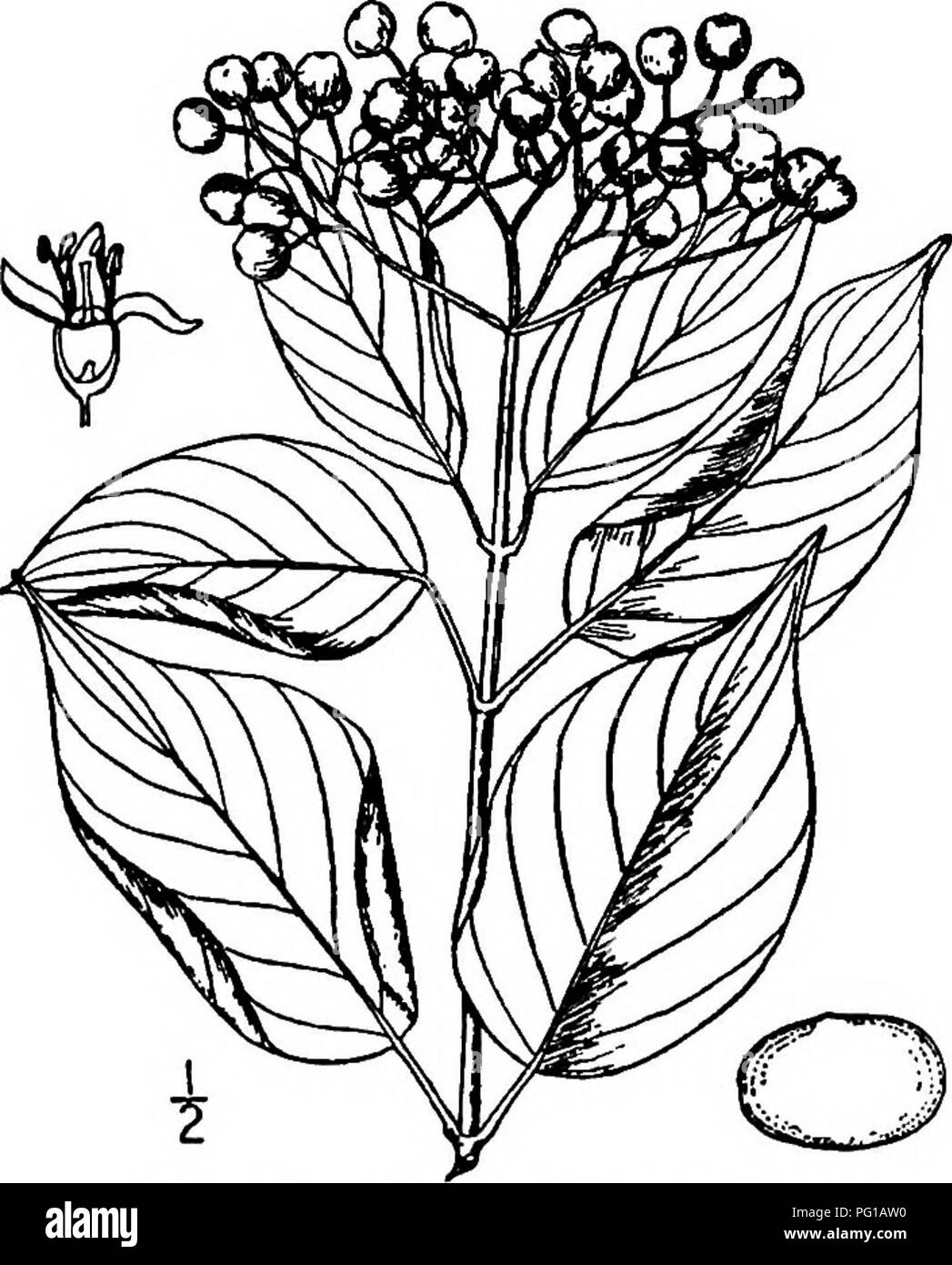 . North American trees : being descriptions and illustrations of the trees growing independently of cultivation in North America, north of Mexico and the West Indies . Trees. Rough-Leaved Cornel 743 The branches are slender, stiff and ascending, forming a narrow head. The bark is thin, close, greenish or grayish brown, the twigs slender, round, reddish brown to purplish. The leaves are opposite, firm, eUiptic, oval to ovate, 4 to 12 cm. long, taper-pointed at the apex, narrowed or tapering at the base, slightly wavy or quite entire on the margin, green and shghtly appressed-hairy above, paler  Stock Photo