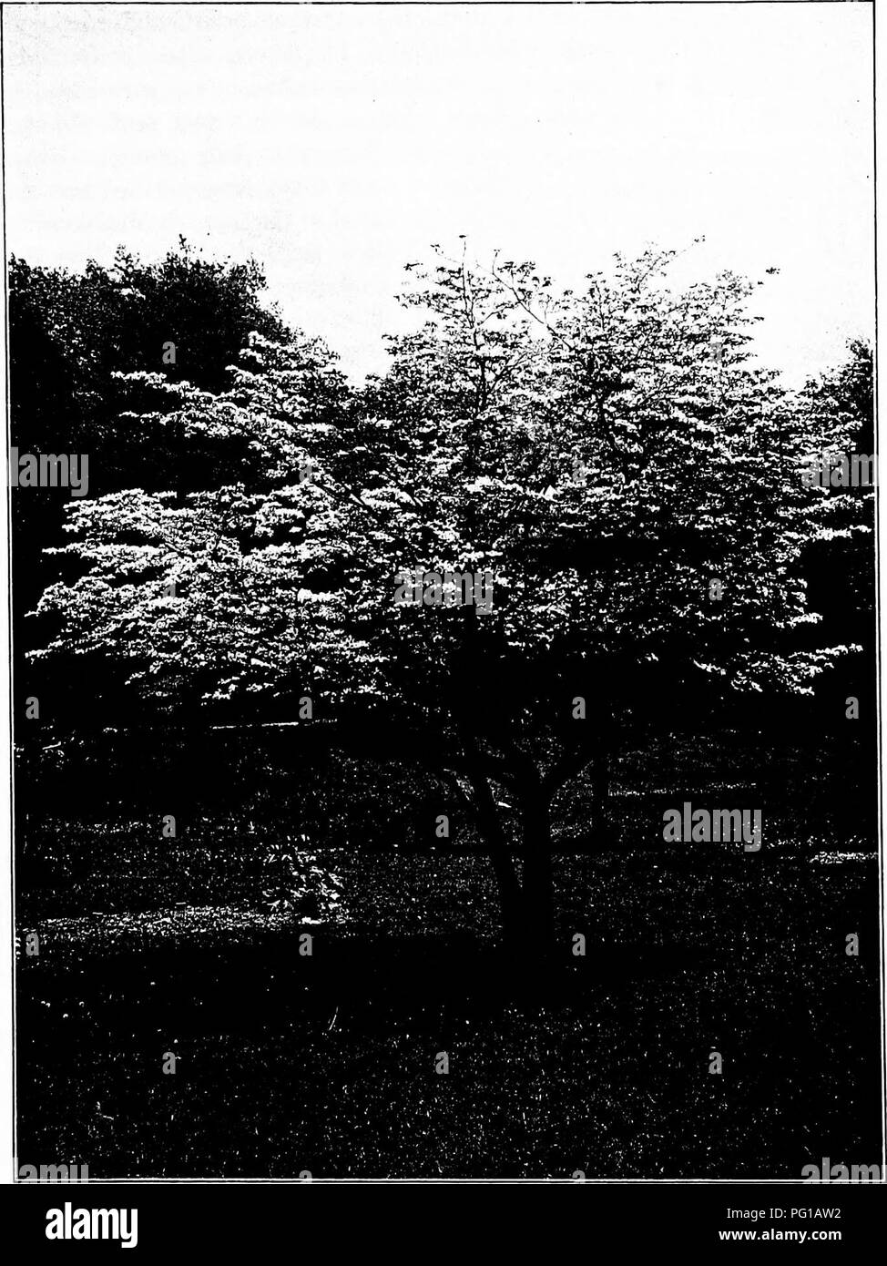 . North American trees : being descriptions and illustrations of the trees growing independently of cultivation in North America, north of Mexico and the West Indies . Trees. Dogwood 745. Fig. -Dogwood, New York Botanical Garden. ing many leaf scars. The terminal winter buds are oblong, covered by two oppo- site scales; the flower buds are terminal, subglobose, covered by 4 scales, which enlarge and become white in spring, and form the involucre. The leaves are thick and firm, elliptic to ovate, 6 to 18 cm. long, rather sharply taper-pointed, narrowed or rounded at the base to the stout, groov Stock Photo