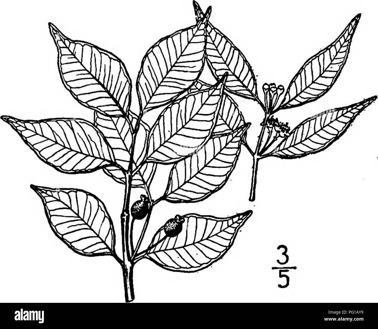 . North American trees : being descriptions and illustrations of the trees growing independently of cultivation in North America, north of Mexico and the West Indies . Trees. Long Stalked Stopper 727 black dotted beneath; the rather stout leaf-stalk is 2 to 6 mm. long. The flowers are 6 to 8 mm. wide and ap- pear at nearly all seasons, in several flowered, axillary clus- ters, on smooth pedicels 6 to 15 mm. long; the calyx is punctate, its 4 lobes ovate and sharp-pointed; corolla white, its blunt petals ovate. The fruit, which is solitary, or 2 to 4 together, is subglo- bose, scarlet, 5 to 8 m Stock Photo