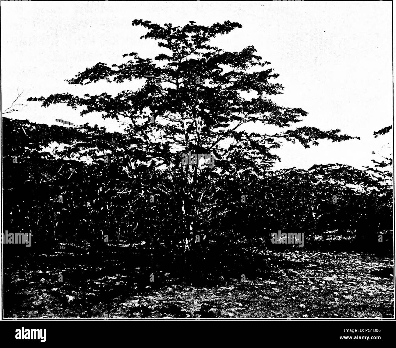 . North American trees : being descriptions and illustrations of the trees growing independently of cultivation in North America, north of Mexico and the West Indies . Trees. Fig. 660. —Black Olive Tree.. Fig. 661. — Black Olive Tree, Inagua, Bahamas.. Please note that these images are extracted from scanned page images that may have been digitally enhanced for readability - coloration and appearance of these illustrations may not perfectly resemble the original work.. Britton, Nathaniel Lord, 1859-1934; Shafer, John Adolph. New York : H. Holt and Co. Stock Photo