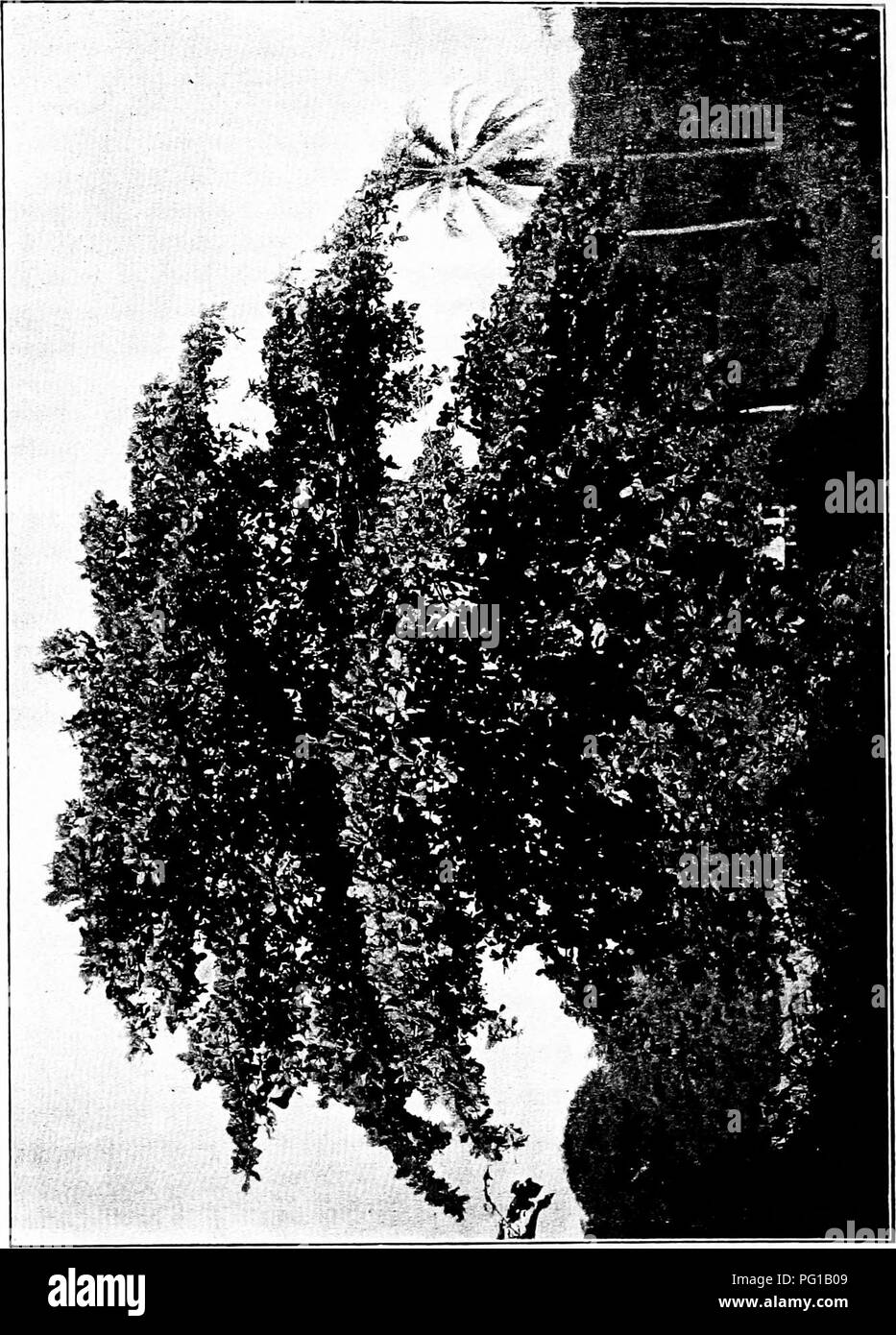 . North American trees : being descriptions and illustrations of the trees growing independently of cultivation in North America, north of Mexico and the West Indies . Trees. 7i8 Indian Almond. &lt;. Please note that these images are extracted from scanned page images that may have been digitally enhanced for readability - coloration and appearance of these illustrations may not perfectly resemble the original work.. Britton, Nathaniel Lord, 1859-1934; Shafer, John Adolph. New York : H. Holt and Co. Stock Photo