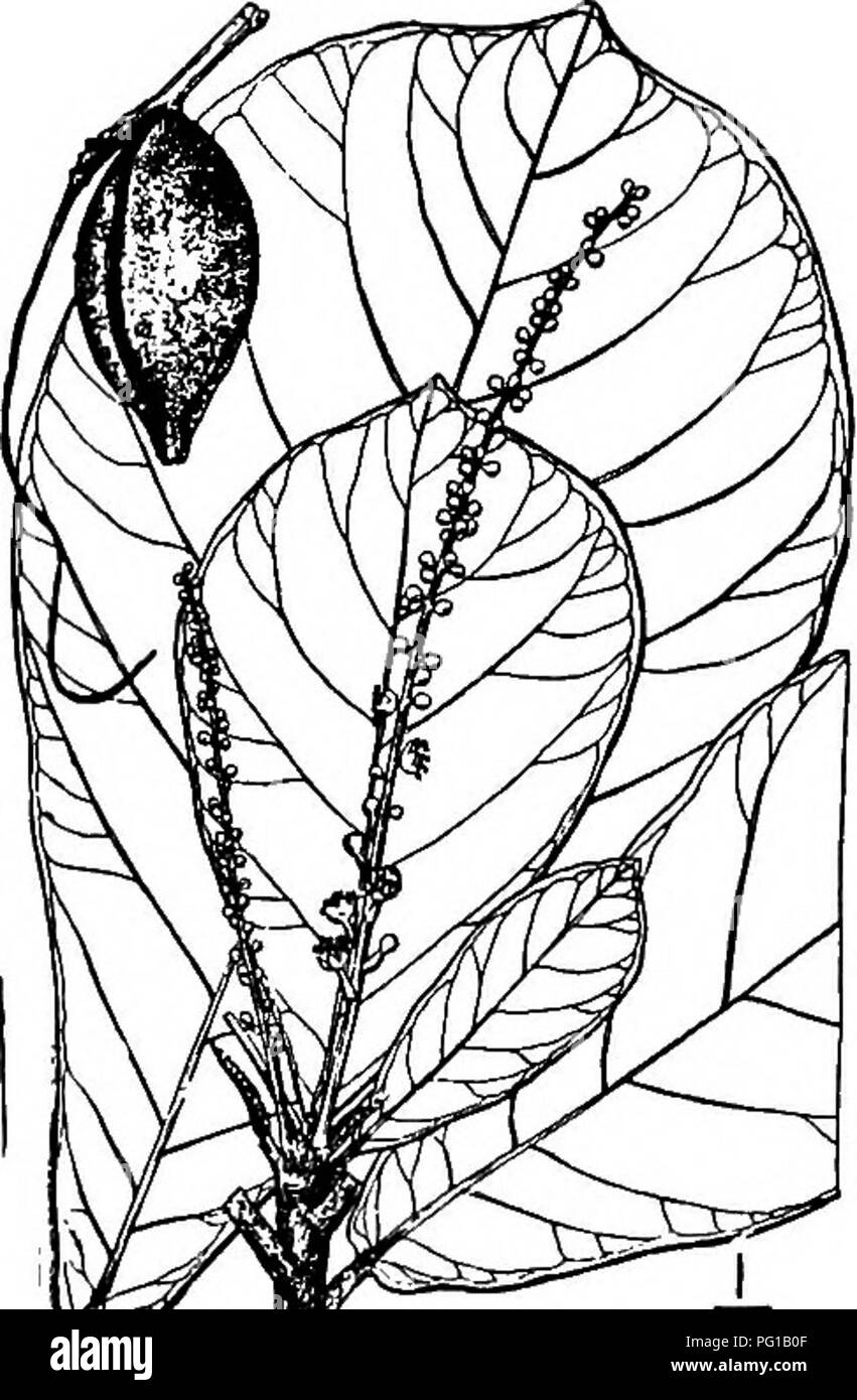 . North American trees : being descriptions and illustrations of the trees growing independently of cultivation in North America, north of Mexico and the West Indies . Trees. Button wood 7^9 leaf scars. The leaves are alternate, entire-margined, crowded at the ends of the branchlets, thick and leathery, obovate, wedge-shaped at the base, i to 3 dm. long, rounded, often abruptly tipped at the apex, short stalked, dark green and shin- ing above, paler beneath. The small flowers are perfect or polygamous, greenish white, in slender spikes 5 to 15 cm. long, the staminate flowers toward the top, th Stock Photo