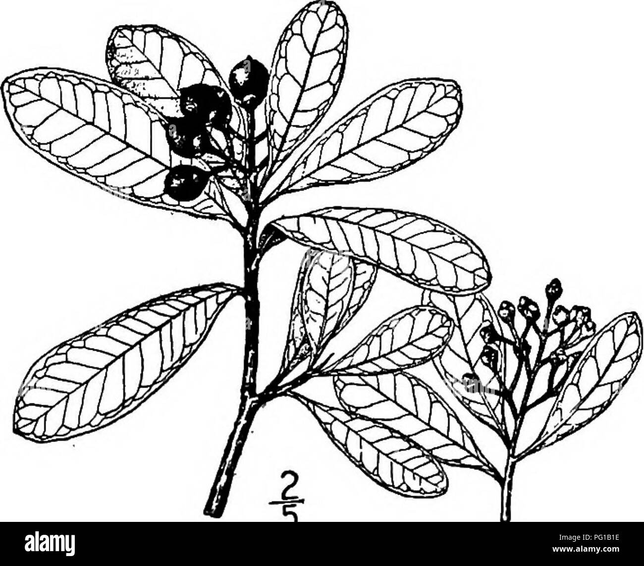 . North American trees : being descriptions and illustrations of the trees growing independently of cultivation in North America, north of Mexico and the West Indies . Trees. 698 Cinnamon Wood length of the petals, and fringed on the margin; corolla of 5 oblong petals 4.5 to 5 nam. long, blunt, concave, thick, fleshy, purple and deciduous; the stamens are 15 to 20, the filaments united iato a tube 3 mm. high; anthers linear, 2-valved, open- ing lengthwise; ovary cylindric or oblong-conic; the style is short and fleshy, the stigma 2- or 3-lobed. The fruit, which mostly ripens in the spring, is  Stock Photo