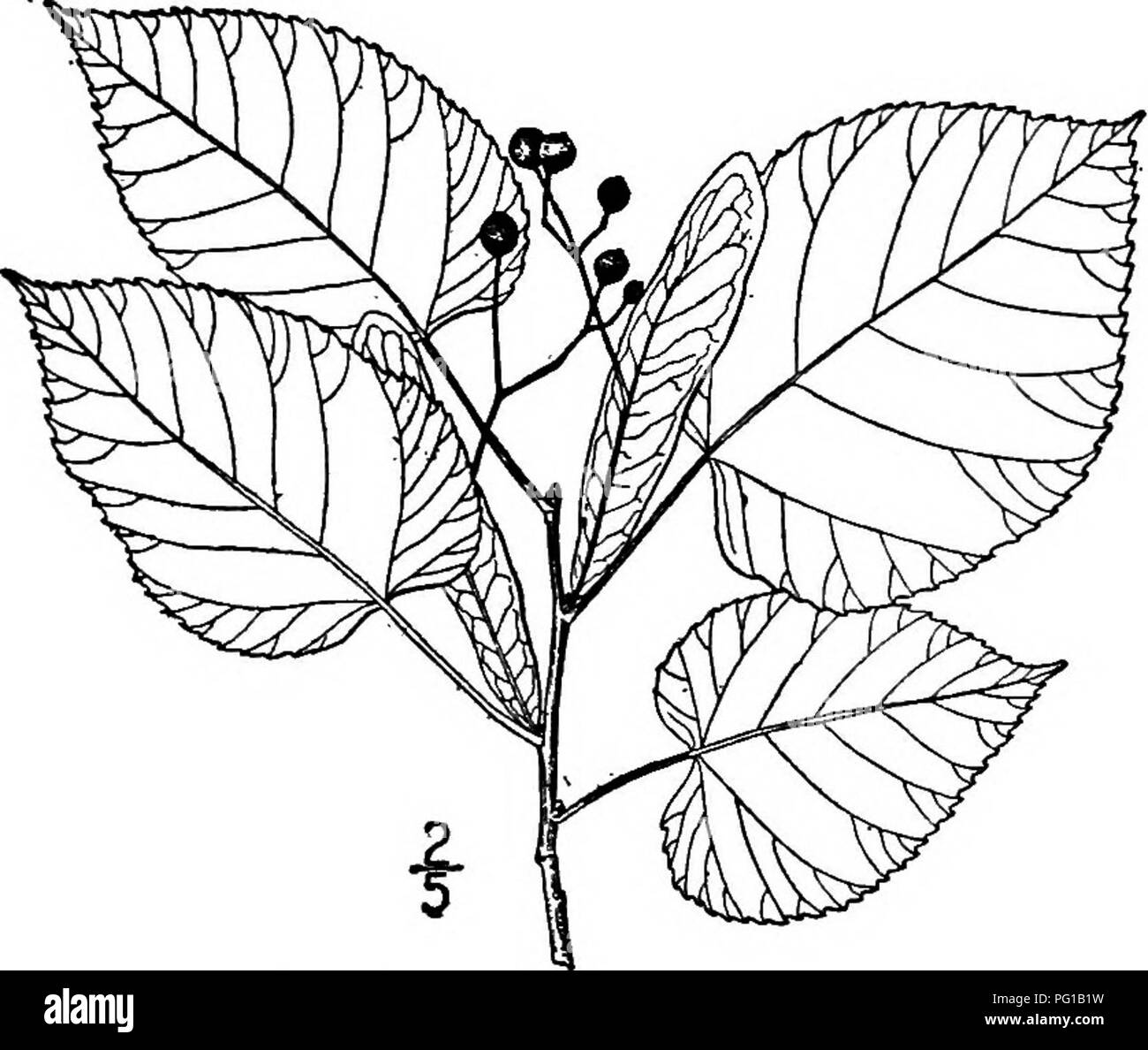 . North American trees : being descriptions and illustrations of the trees growing independently of cultivation in North America, north of Mexico and the West Indies . Trees. 690 The Basswoods 8. TEXAS bASSWOOD—Tflia leptophyUa (Ventenat) Small Tilia pubescms leptophyUa Ventenat This tree much resembles the Downy basswood, being considered merely a variety of it by some authors. It is smaller in all its parts and smoother. It occurs in low woods of southern Louisiana and southeastern Texas, extending north to Missouri.. Fig. 642. — Texas Basswood. Its leaves are thin and membranous, ovate to b Stock Photo
