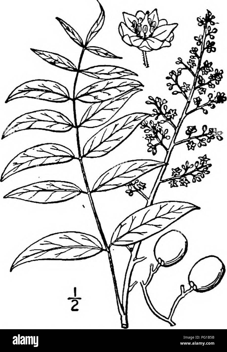 . North American trees : being descriptions and illustrations of the trees growing independently of cultivation in North America, north of Mexico and the West Indies . Trees. 666 Inkwood usually much smaller. The tree is called Chinaberry in New Mexico, and else- where known as Wild China. Its leaves are deciduous. The thick bark is fissured and flaky. The young twigs are densely velvety, pale green, becoming gray and smooth, the buds small and nearly round. The leaves are 4.5 dm. long or less, and have 7 to 19 leaflets; the leaf- rachis is hairy, somewhat ridged, not winged; the leaflets are  Stock Photo