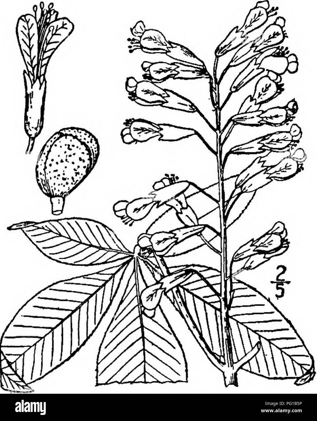 . North American trees : being descriptions and illustrations of the trees growing independently of cultivation in North America, north of Mexico and the West Indies . Trees. Red Buckeye 66i hairy, becoming smooth and gray, the buds smooth, not sticky, blunt, the terminal ones 6 mm. long or more. The leaves are usually composed of five leaflets; the leaf-stalk is stout, finely hairy, 7 to 15 cm. long; the leaflets are usually short- stalked, oblong-lanceolate to oblanceolate, pointed, 6 to 15 cm. long, finely and somewhat irregularly toothed, and when mature are bright green and shining on the Stock Photo