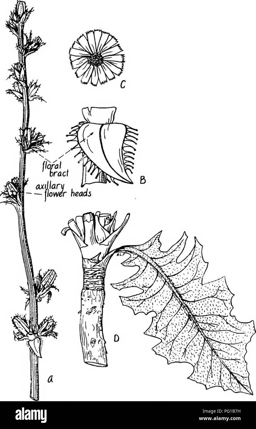 . The botany of crop plants : a text and reference book. Botany, Economic. COMPOSITE 637. Fig. 262.—Chicory (Chicorium intybus). A, sessile clusters of flowers in axils of bracts, X i; B, single floral bract enlarged, X 4; C, open flower, face view, enlarged; D, basal leaf, X i&gt;4.. Please note that these images are extracted from scanned page images that may have been digitally enhanced for readability - coloration and appearance of these illustrations may not perfectly resemble the original work.. Robbins, Wilfred William, 1884-1952. Philadelphia : P. Blakiston's Son Stock Photo