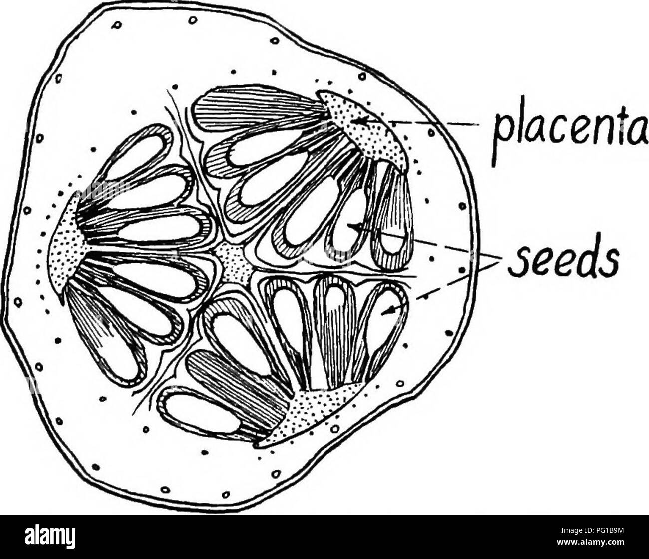 . The botany of crop plants a text and reference book. Botany