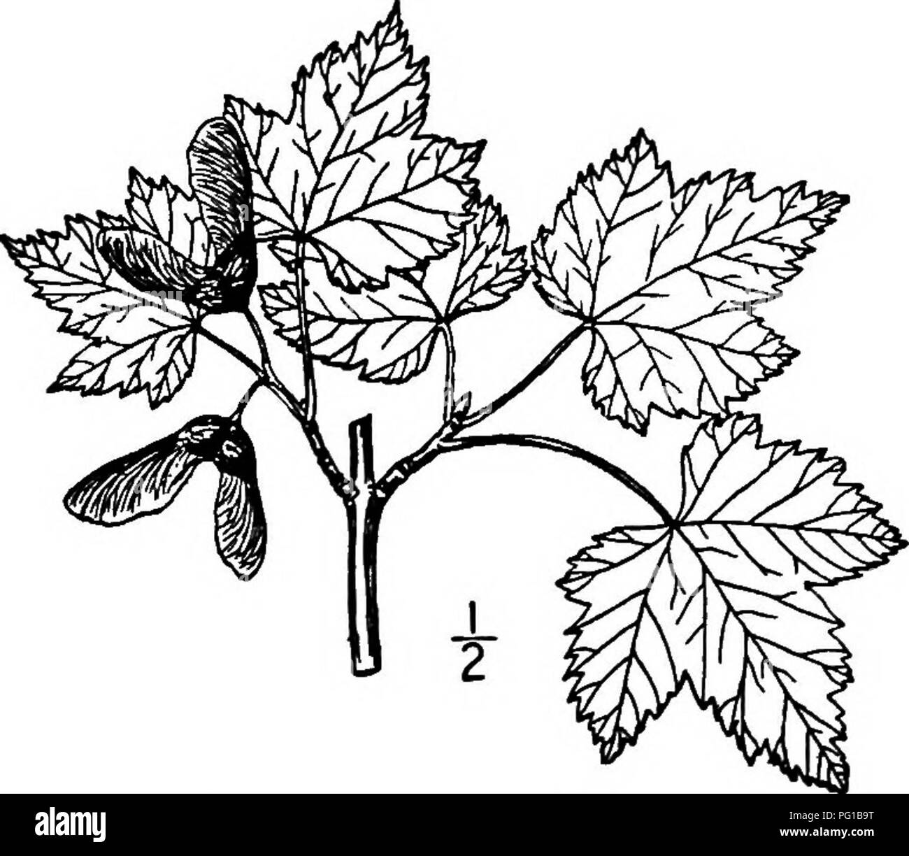 North American Trees Being Descriptions And Illustrations Of The Trees Growing Independently Of Cultivation In North America North Of Mexico And The West Indies Trees Fig 593 Dwarf