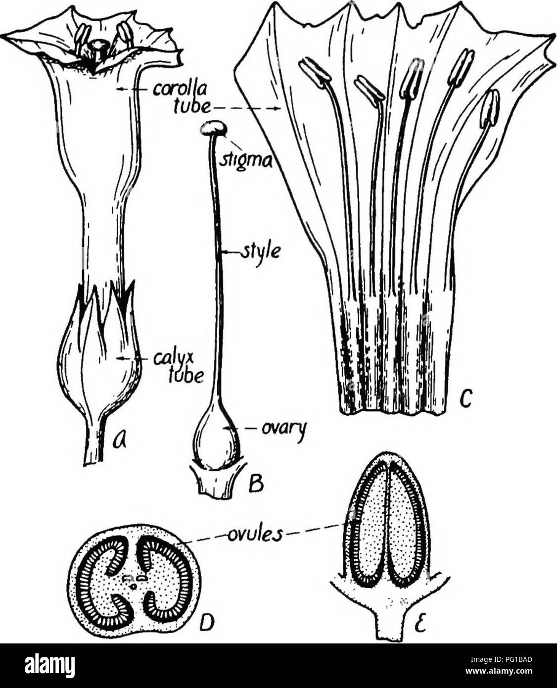 is tobacco self pollination The tobacco plant (Nicotiana tabacum) is described, focusing on its self-fertilizing  characteristics. The flower's structure, including the pistil and corolla,  is detailed, along with a cross-section of the young fruit and seeds