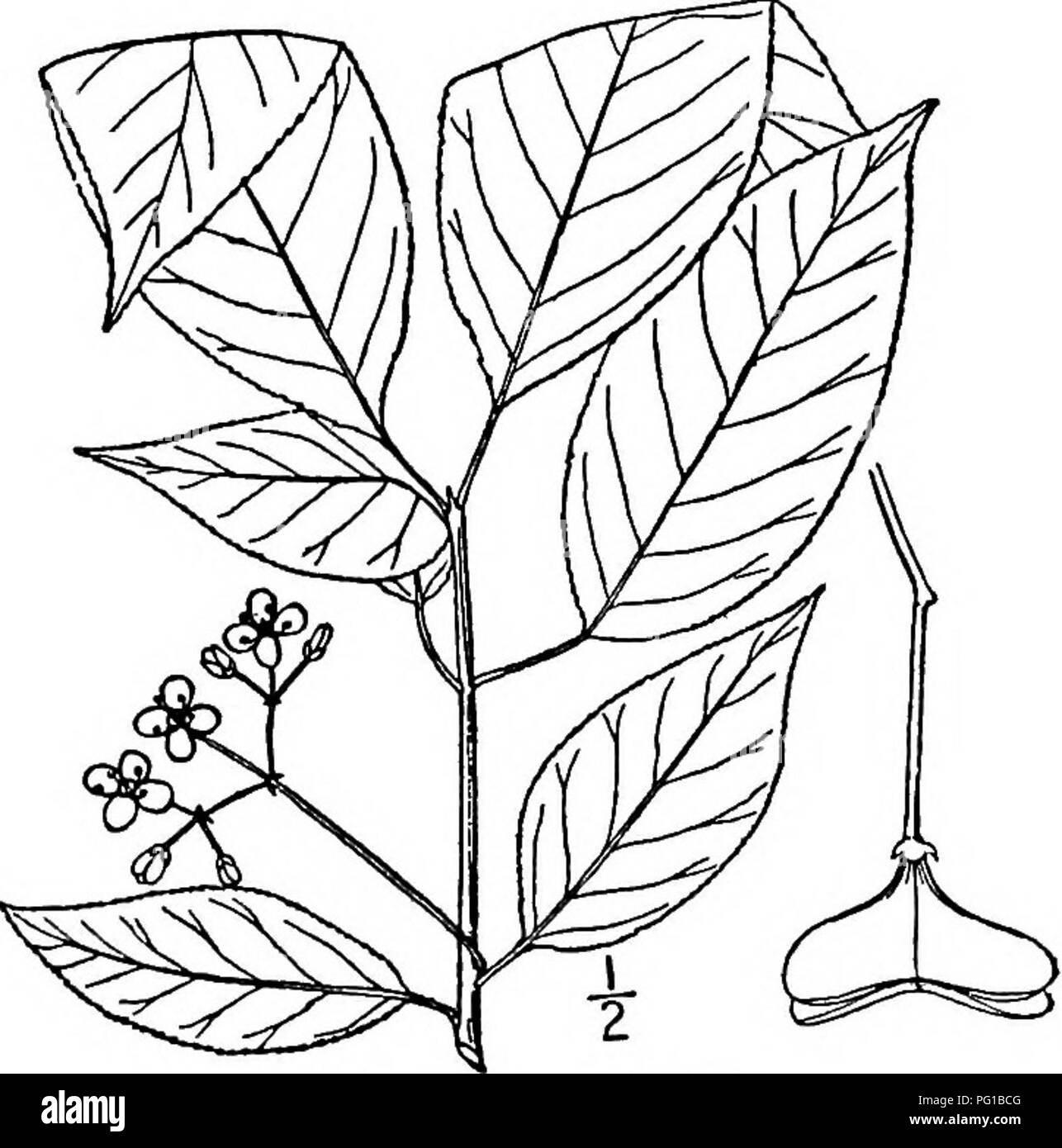 . North American trees : being descriptions and illustrations of the trees growing independently of cultivation in North America, north of Mexico and the West Indies . Trees. Rhacoma 631 leaves, with very small stipules which fall away early. The rather small flowers are in stalked axillary cymes, and are either perfect or polygamous; the calyx is 4-lobed or 5-Iobed; there are 4 or 5 petals, as many stamens, and the ovary is from 3-celled to 5-celled, usually with 2 ovules in each cavity; the style is short and there are as many stigma-lobes as ovary- cavities. The fruit is a more or less fles Stock Photo