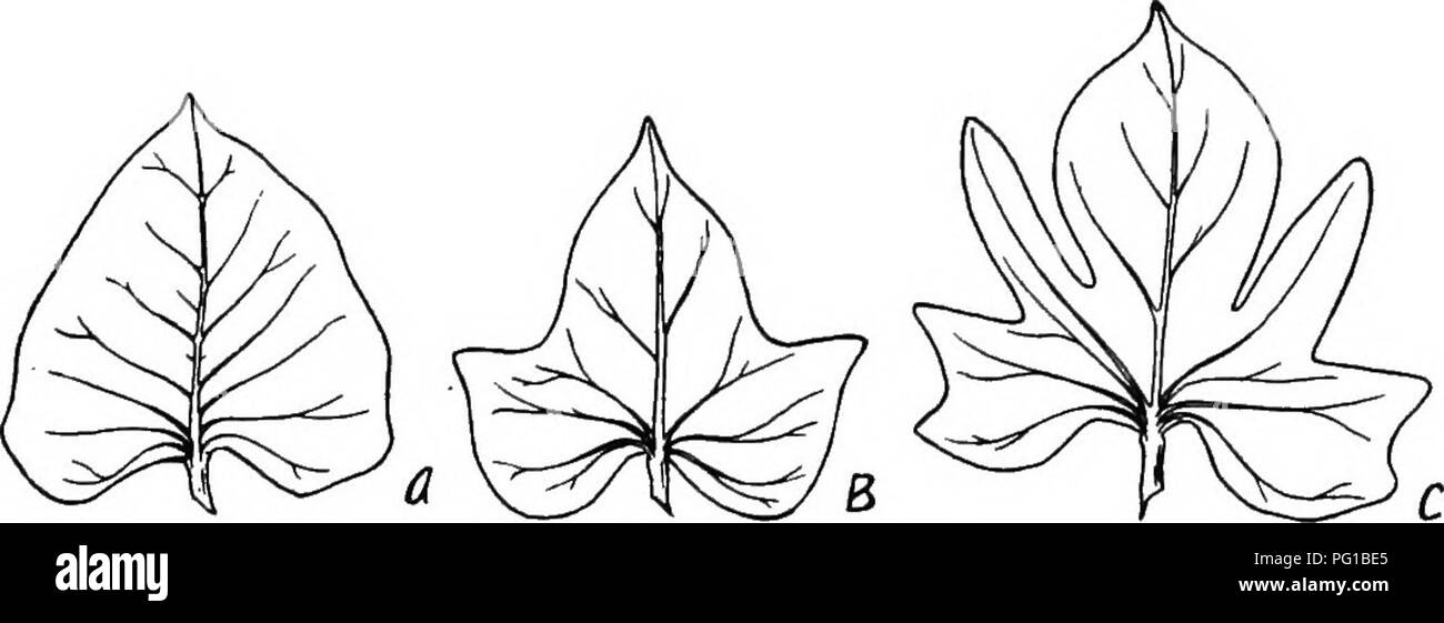 . The botany of crop plants : a text and reference book. Botany, Economic. Fig. 229.—Types of sweet potatoes (Ipomoea batatas). A, Black Spanish; B. Shanghai; C Big Stem Jersey; D, Red Bermuda; E, Southern Queen. {Modified after Corbelt.). Fig. 230.—Types of sweet potatoes based upon the character of the foliage. A, entire or round; B, shouldered; C, deeply cut or lobed. (After Price, Texas Agr. Exp. Sta.) Leaf Shape as Basis of Classification.—Price has classified the varieties of sweet potatoes according to leaf shape. These groups are as follows: 1. Leaves round or entire (Fig 230, A) (Pump Stock Photo