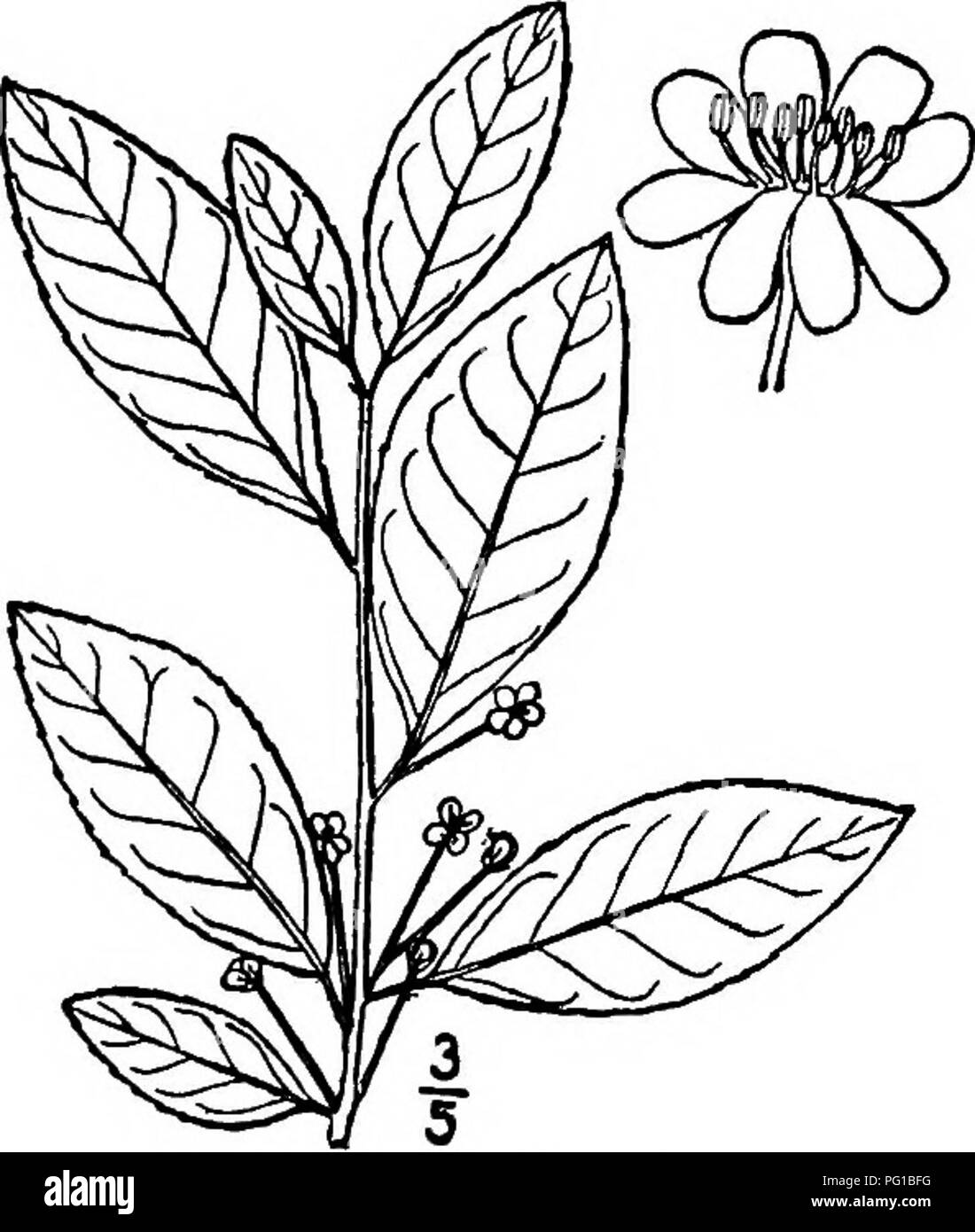 . North American trees : being descriptions and illustrations of the trees growing independently of cultivation in North America, north of Mexico and the West Indies . Trees. Fig. 570. — Black Alder. 2. WINTERBERRY—Hex lavigata (Pursh) A. Gray Prinos laruigata Pursh This shrub of swampy grounds and wet woods from Maine to Pennsylvania, Georgia, and Kentucky sometimes becomes a tree 6 meters tall. It is also called the Smooth winterberry and Hoopwood. The twigs are smooth and usually dark gray. The leaves are deciduous, rather thin, elliptic, oval or lanceolate, 4 to 8 cm. long, sharply or ofte Stock Photo