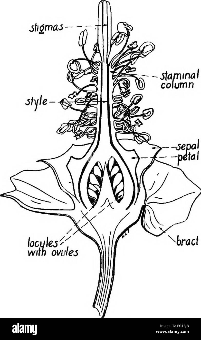 Flower terminal clusters Black and White Stock Photos & Images Alamy