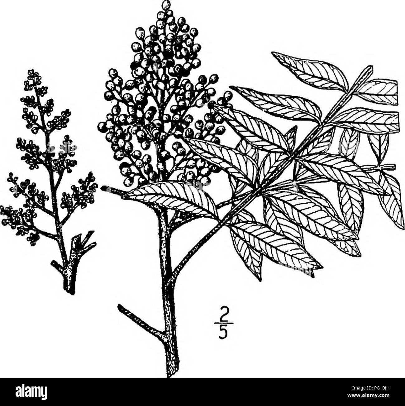 . North American trees : being descriptions and illustrations of the trees growing independently of cultivation in North America, north of Mexico and the West Indies . Trees. Staghorn Sumac 607 3. SOUTHERN SUMAC —Rhus leucantha Jacquin This little-known tree or shrub was well described and illustrated by Jacquin in 1798, but this author did not know where it grew naturally, his description and figure having been drawn from plants grown under glass in the garden at Schoen- brunn, Vienna. It is now known to inhabit extreme southern Florida and Cat island near the mouth of the Mississippi River,  Stock Photo