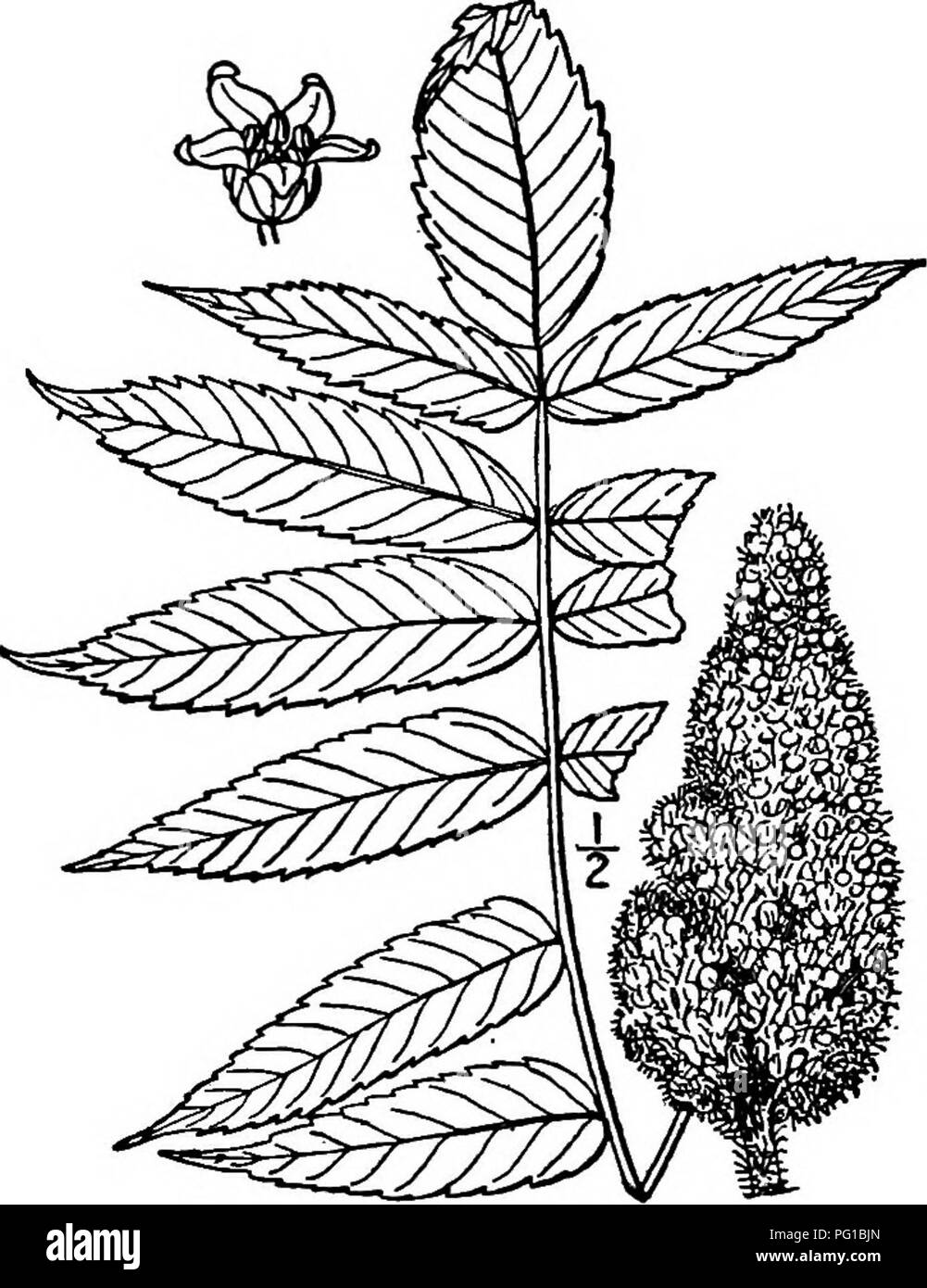 . North American trees : being descriptions and illustrations of the trees growing independently of cultivation in North America, north of Mexico and the West Indies . Trees. 6o8 The Sumacs about 3 mm. long. The leaves are from 2 to 6 dm. long, with 11 to 31 leaflets and a romid hairy stalk and axis; the leaflets are very short-stalked or stalk- less, lanceolate to oblong-lanceolate, 7 to 12 cm. long, long-pointed, sharply toothed, firm, dark green and nearly smooth on the upper surface when fully grown, pale and somewhat hairy, at least on the veins, on the imder side. The tree flowers in Jun Stock Photo